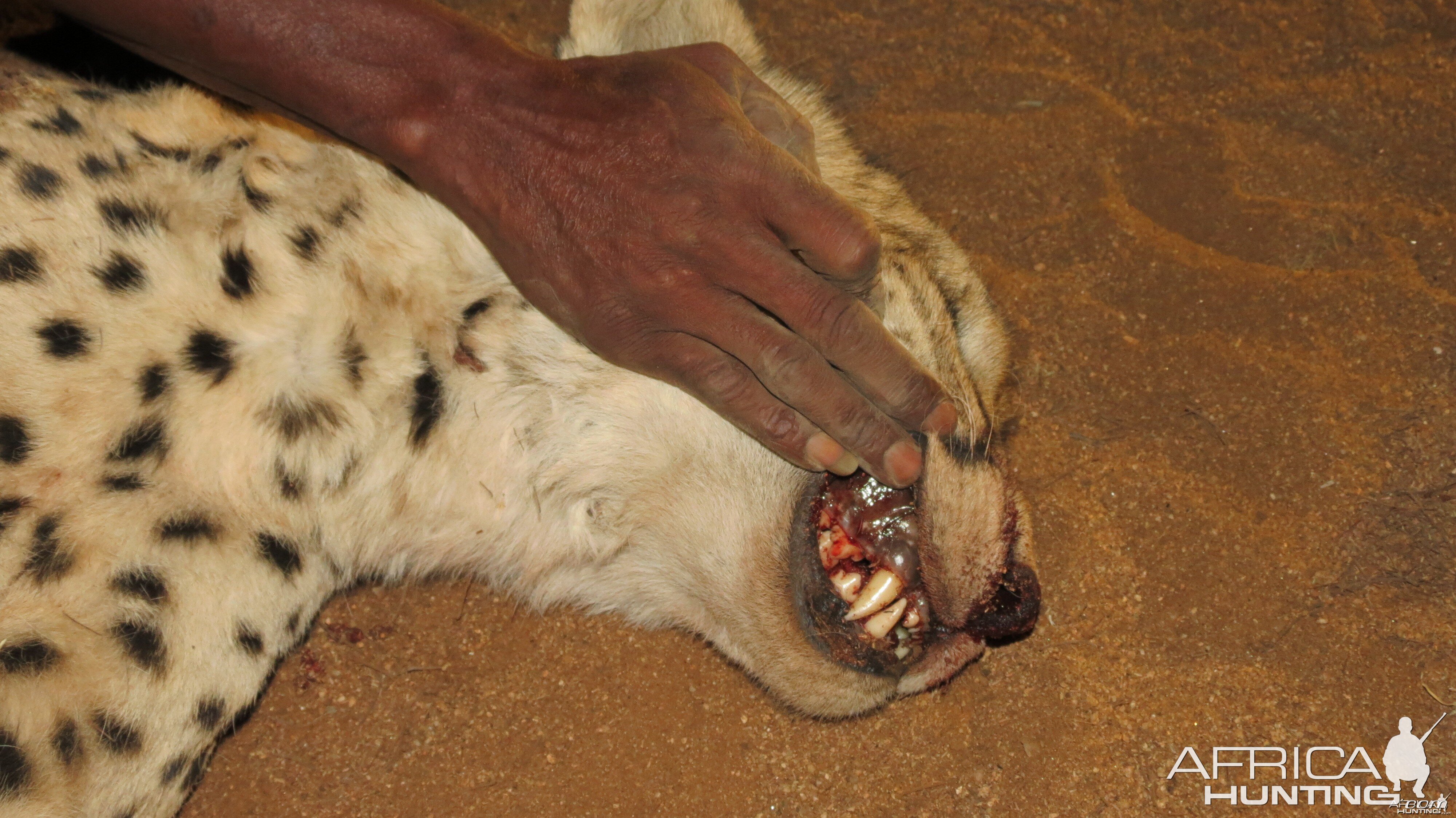 Cheetah teeth