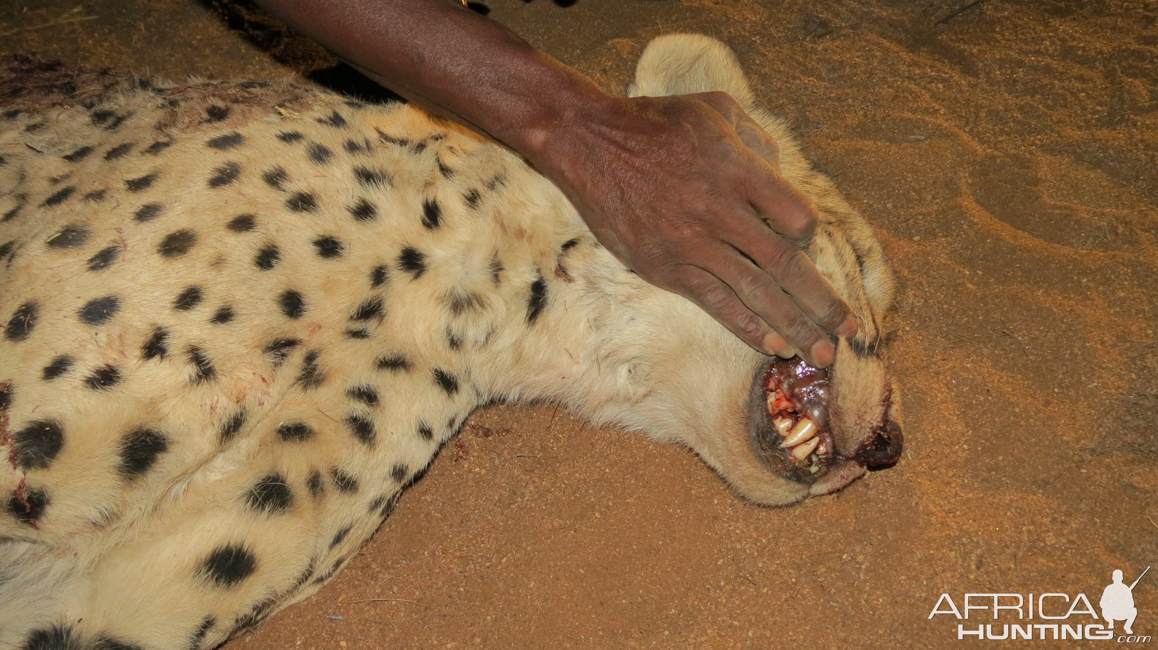 Cheetah teeth