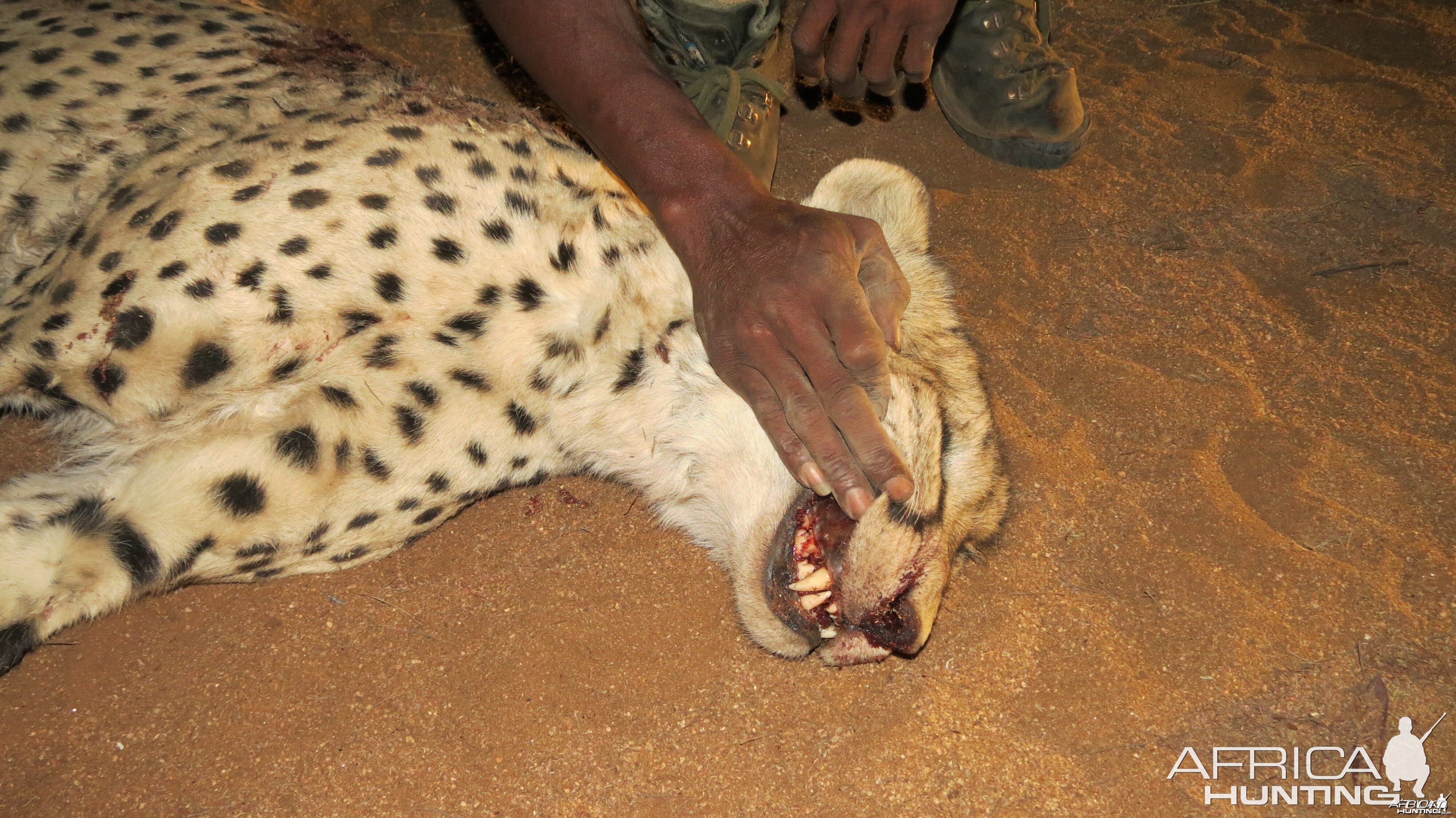 Cheetah teeth