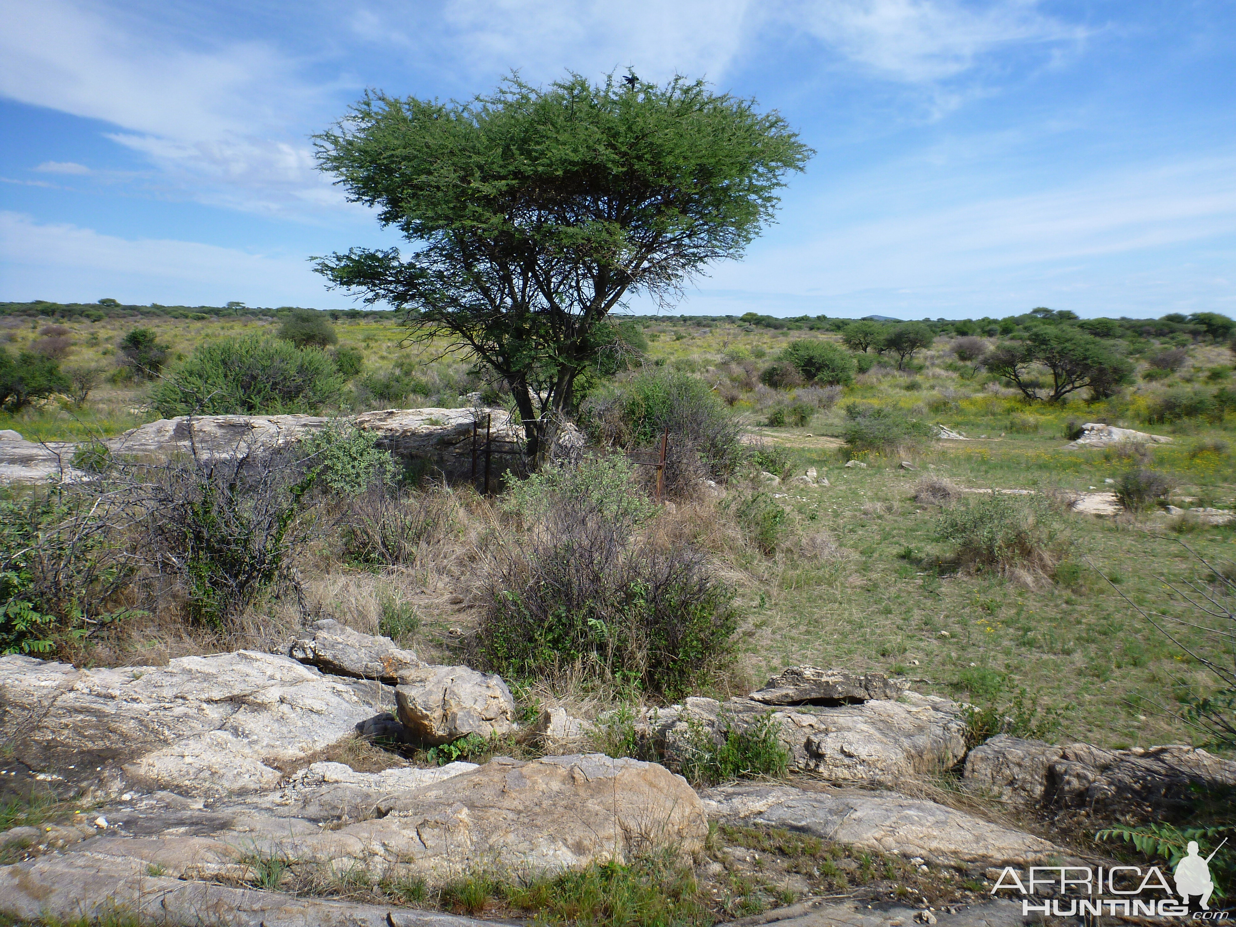 Cheetah trap by scat rocks Namibia