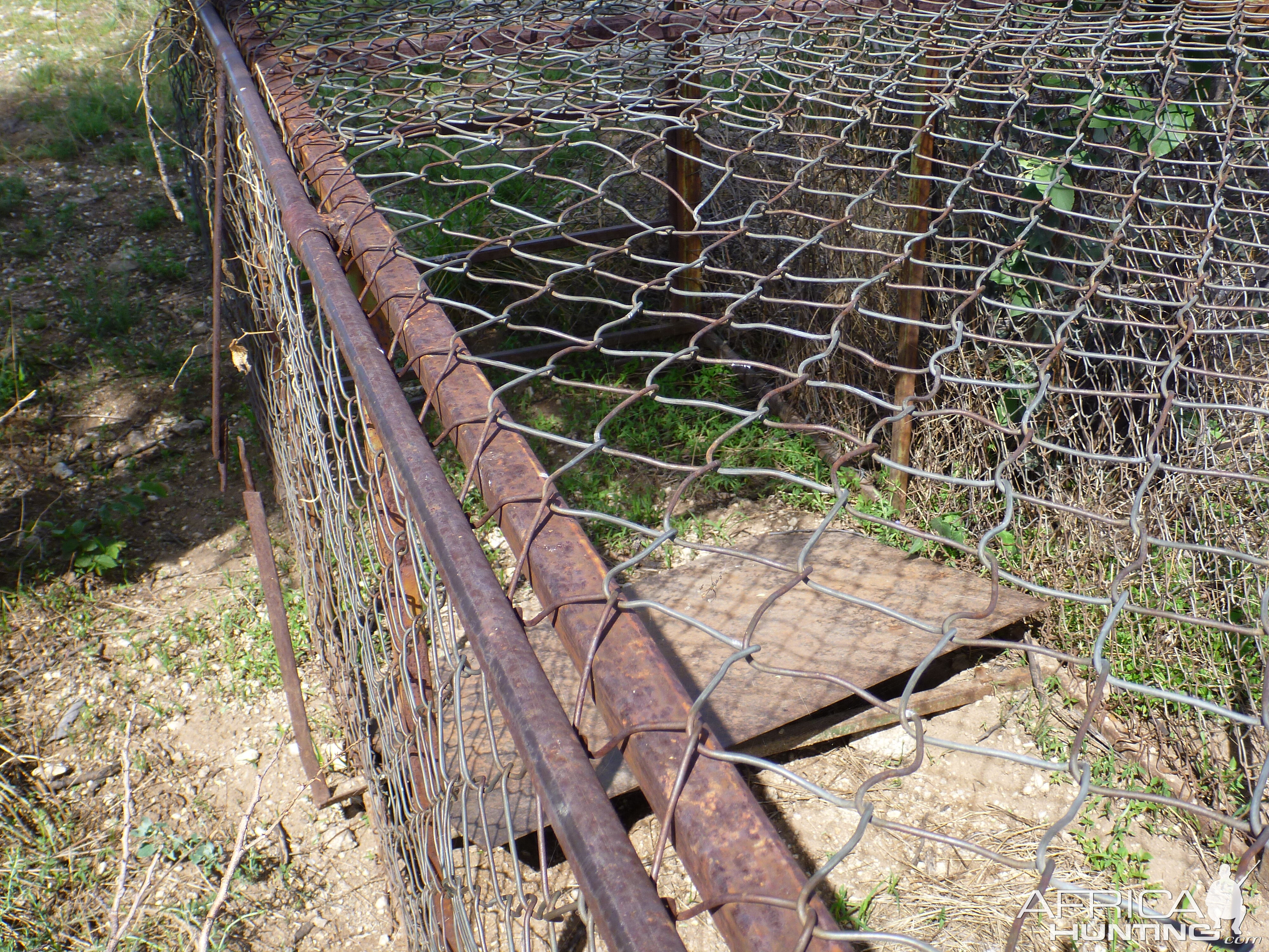 Cheetah trap by scat rocks Namibia