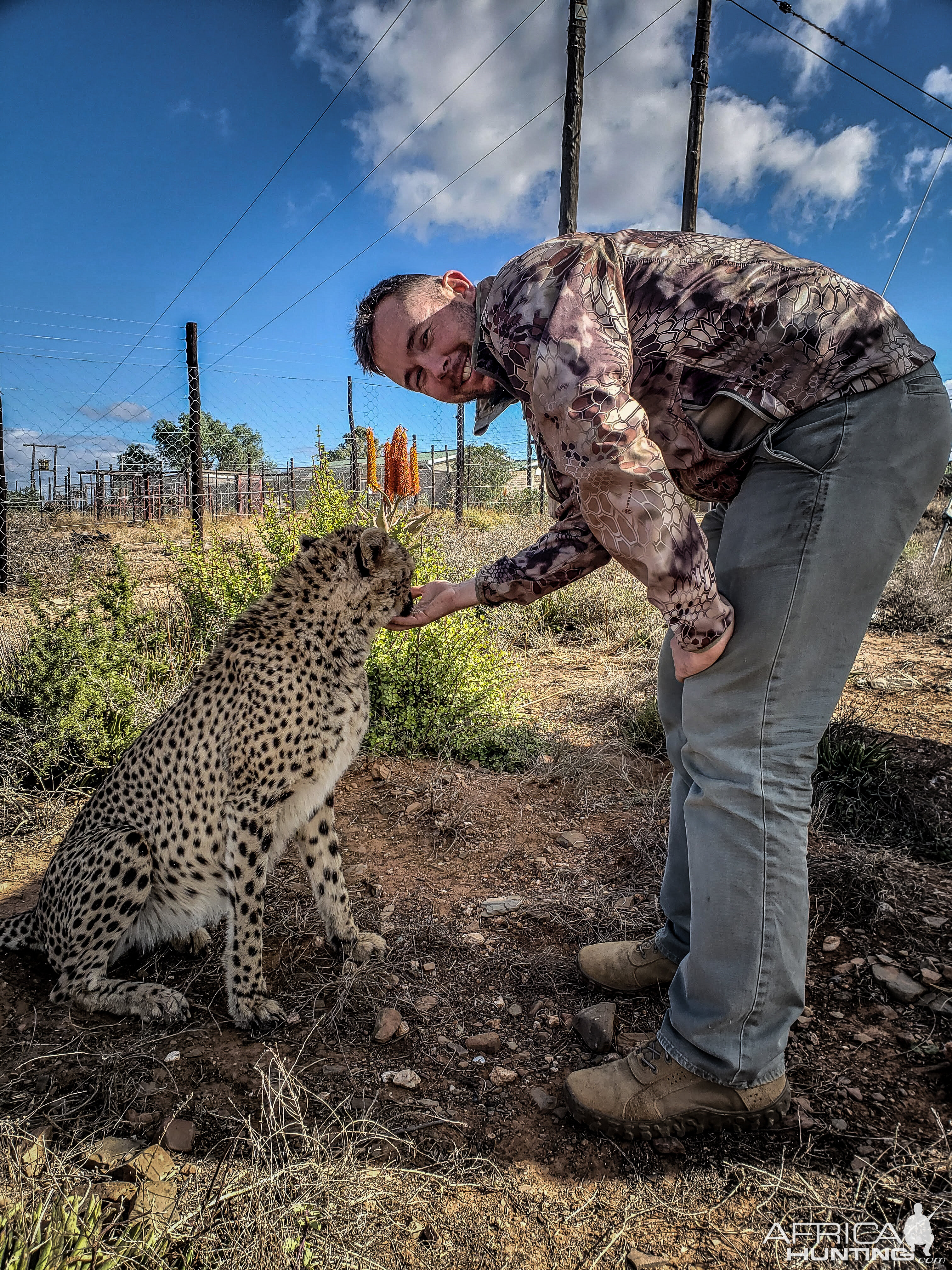 Cheetah