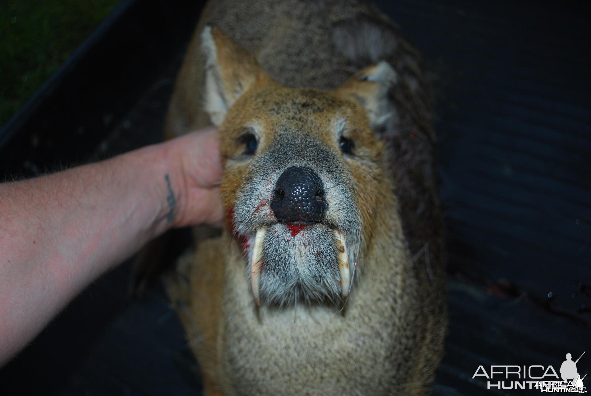 chinese water deer