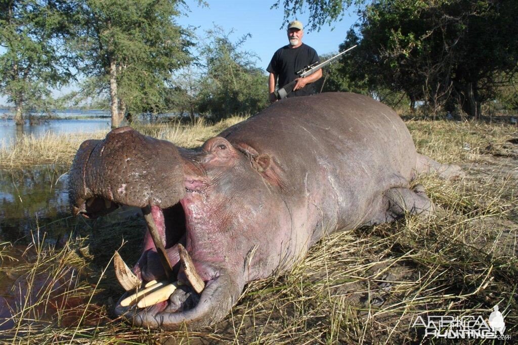 Chobe Hippo