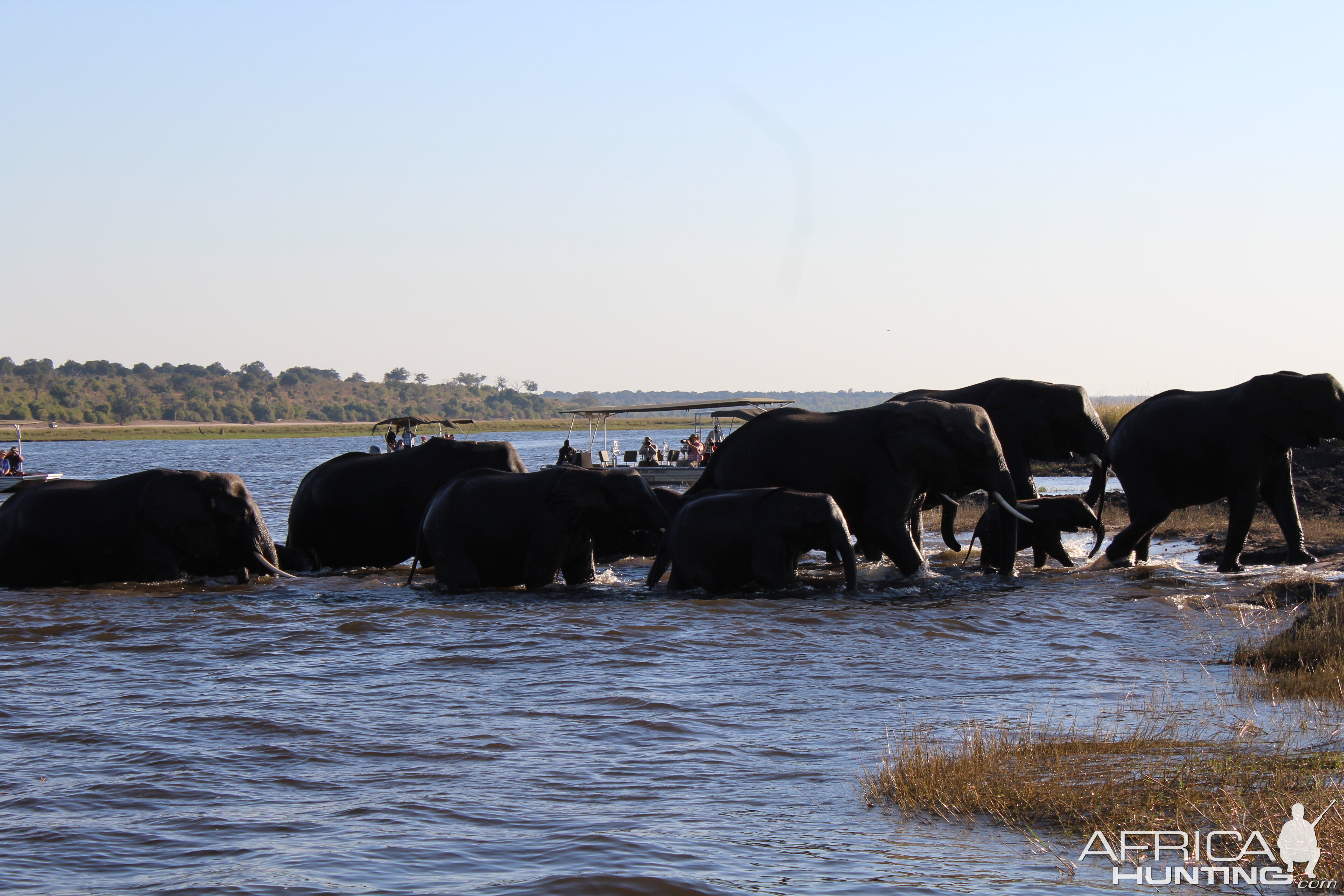 Why Botswana Is Lifting Its Ban On Elephant Trophy Hunting