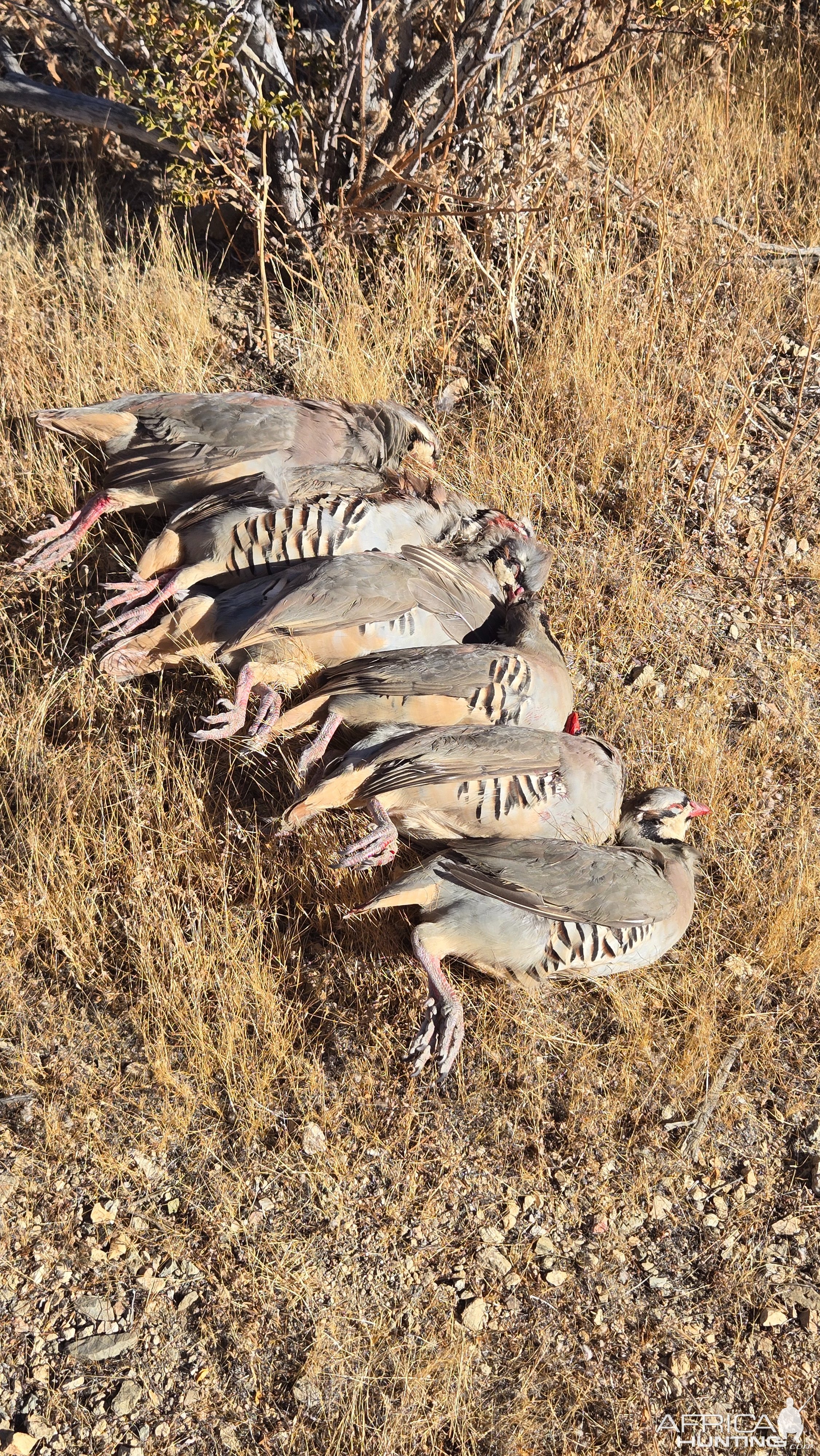 Chukar Hunt Mojave Desert  Southern California