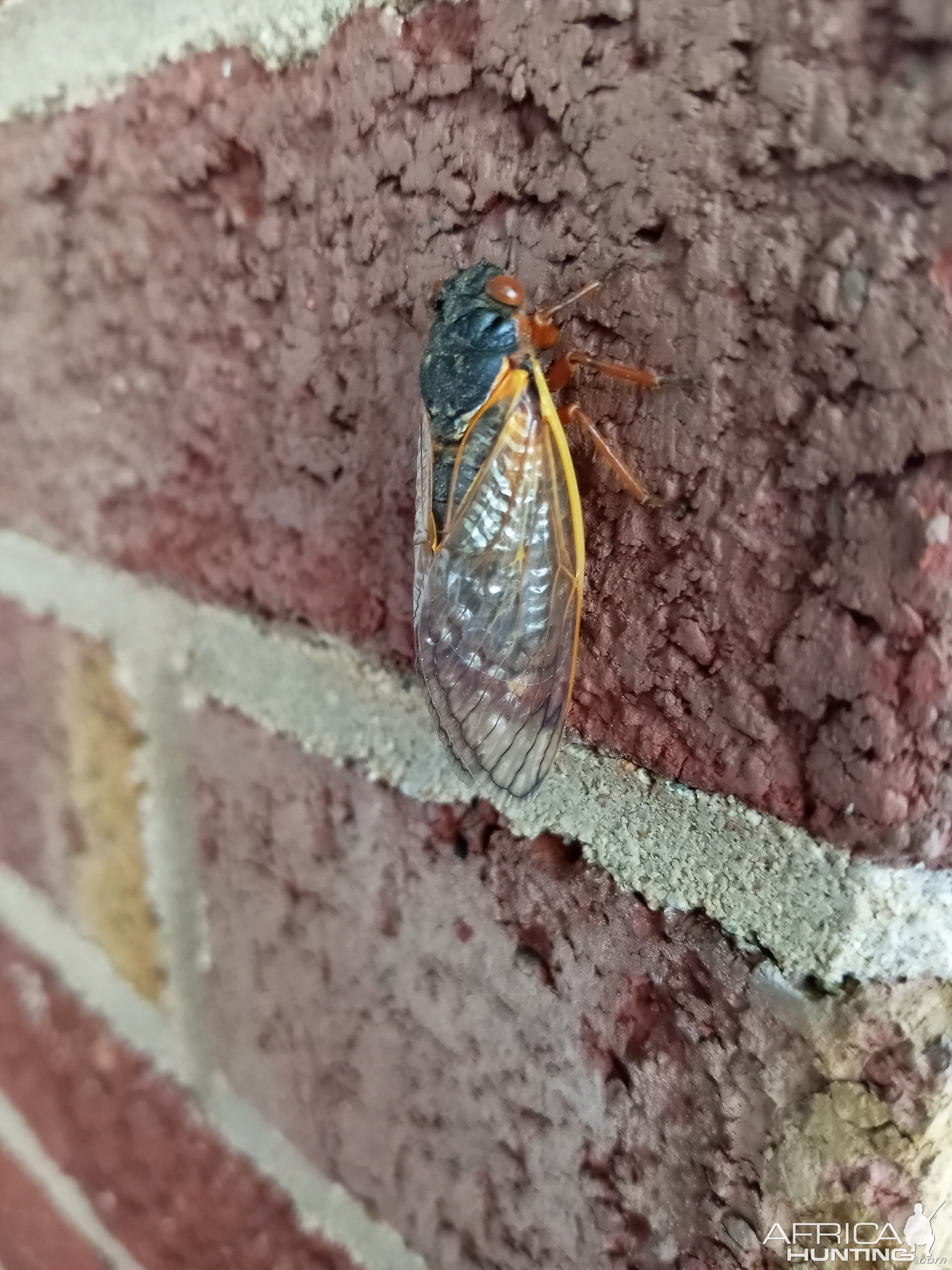 Cicadas Cincinnati Ohio