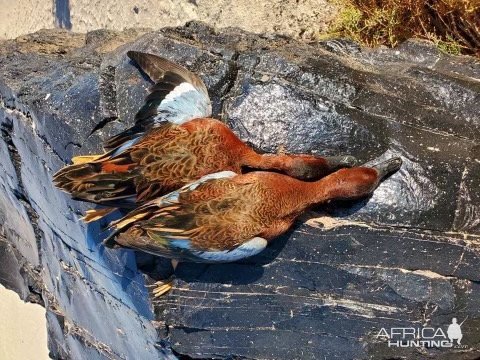 Cinnamon Teal Duck Hunt