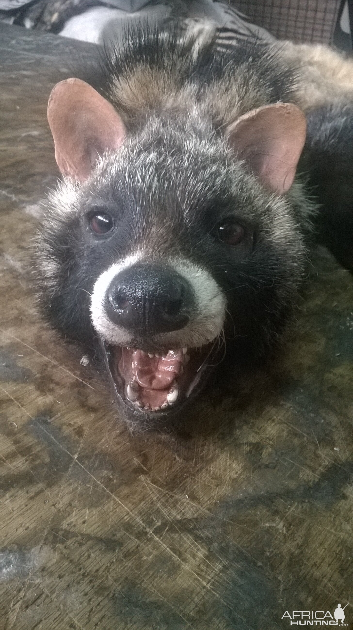 Civet Cat Taxidermy