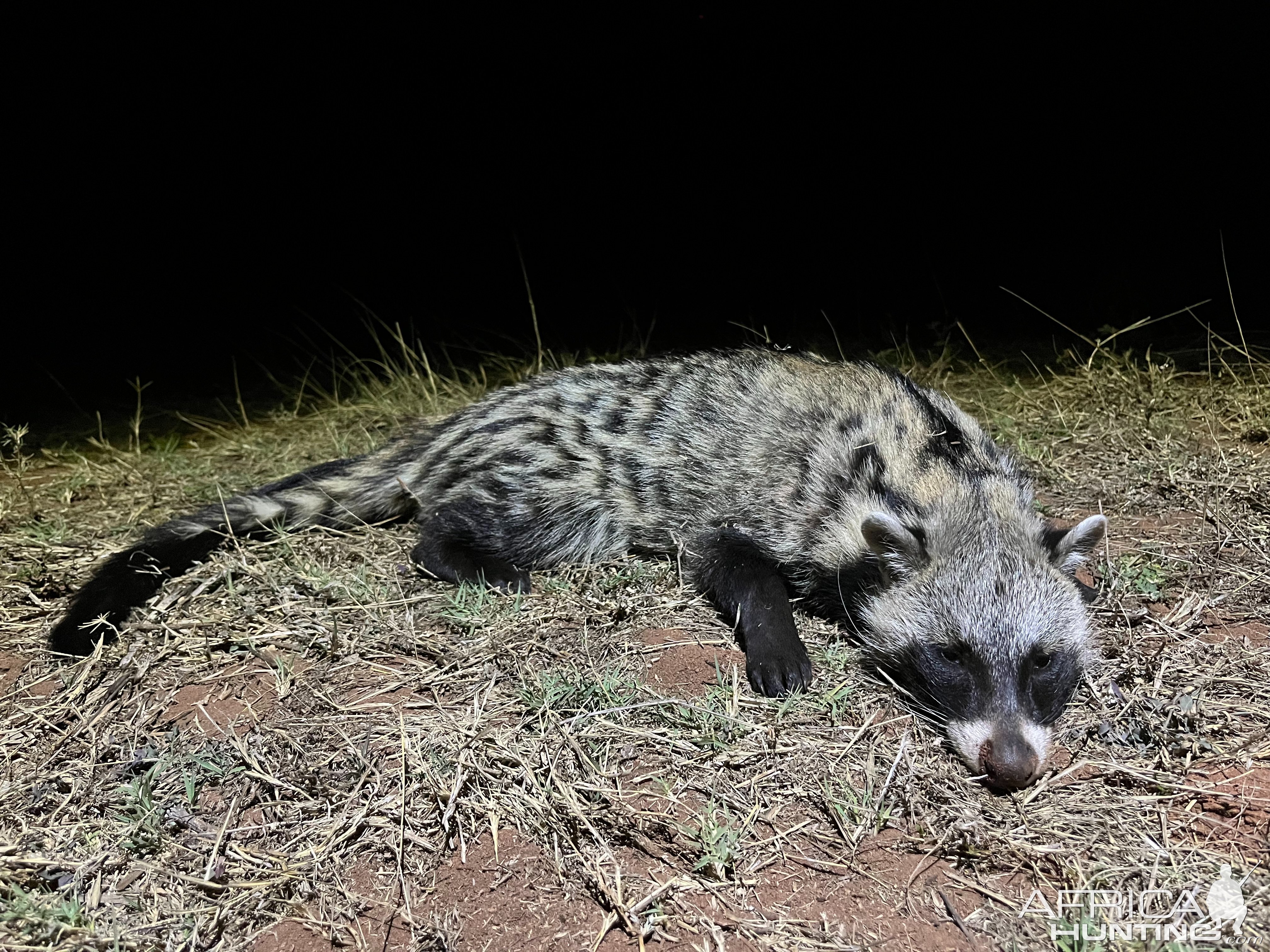 Civet Hunt South Africa