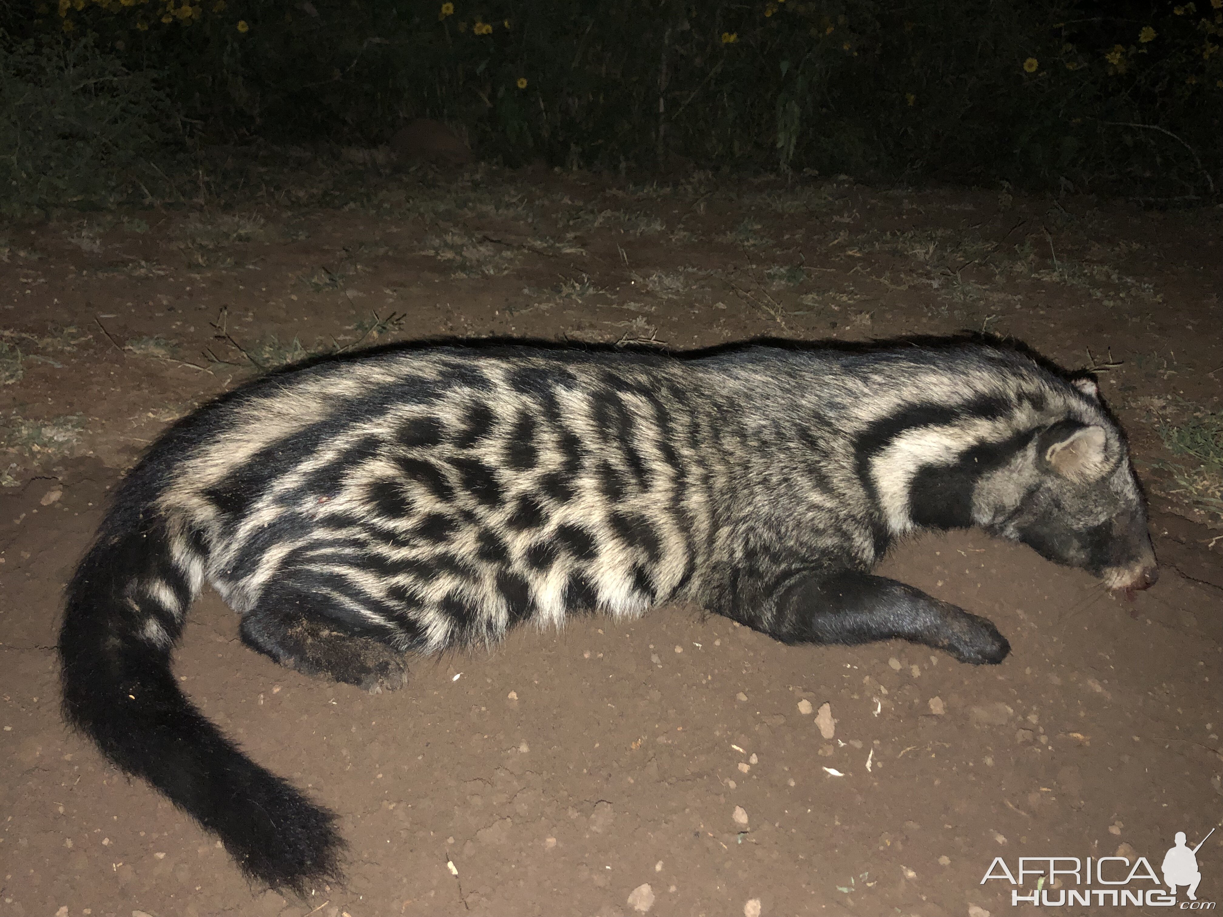 Civet Hunt South Africa