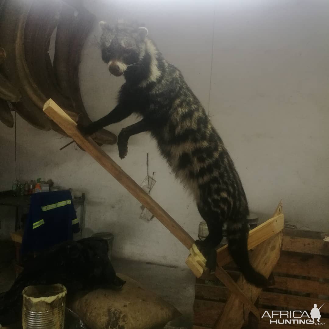 Civet Shoulder Mount Taxidermy