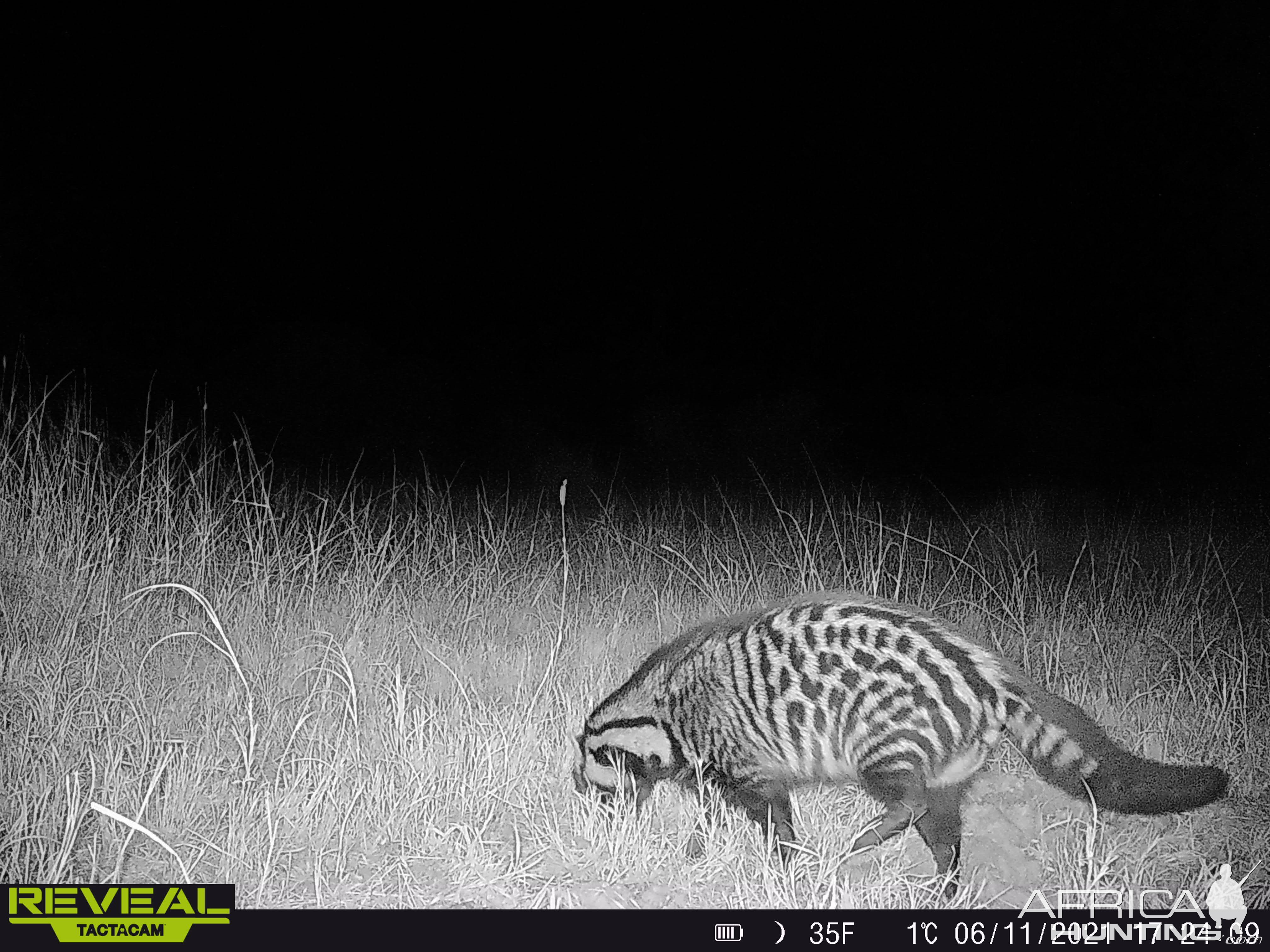 Civet Trail Camera South Africa