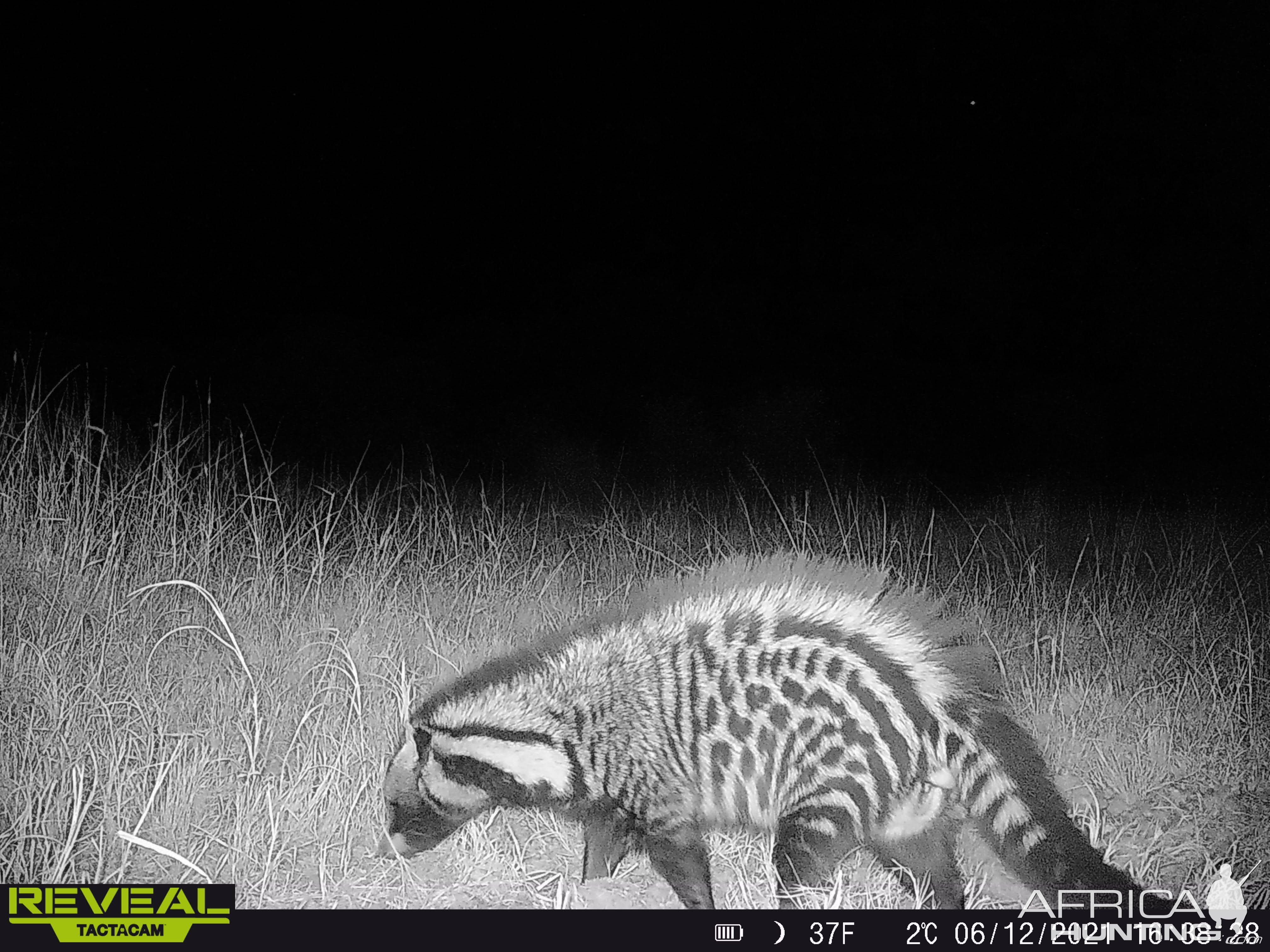 Civet Trail Camera South Africa