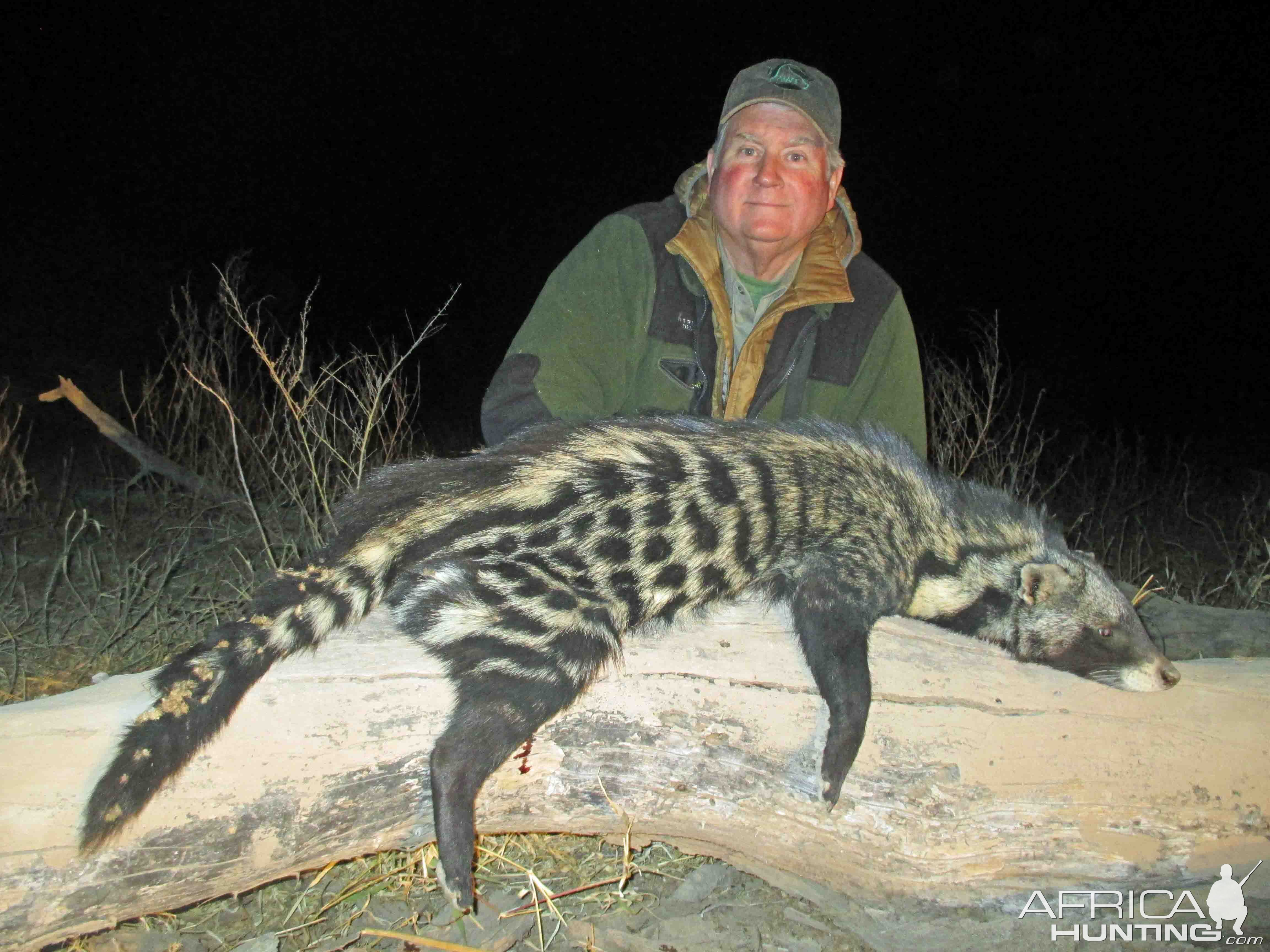 African Civet Pictures | AfricaHunting.com