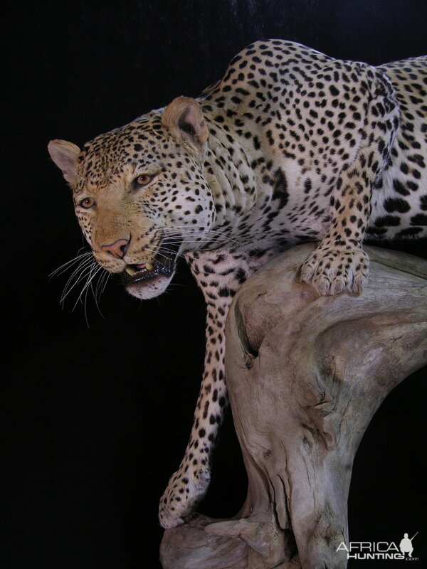 Close-ups of our Leopard