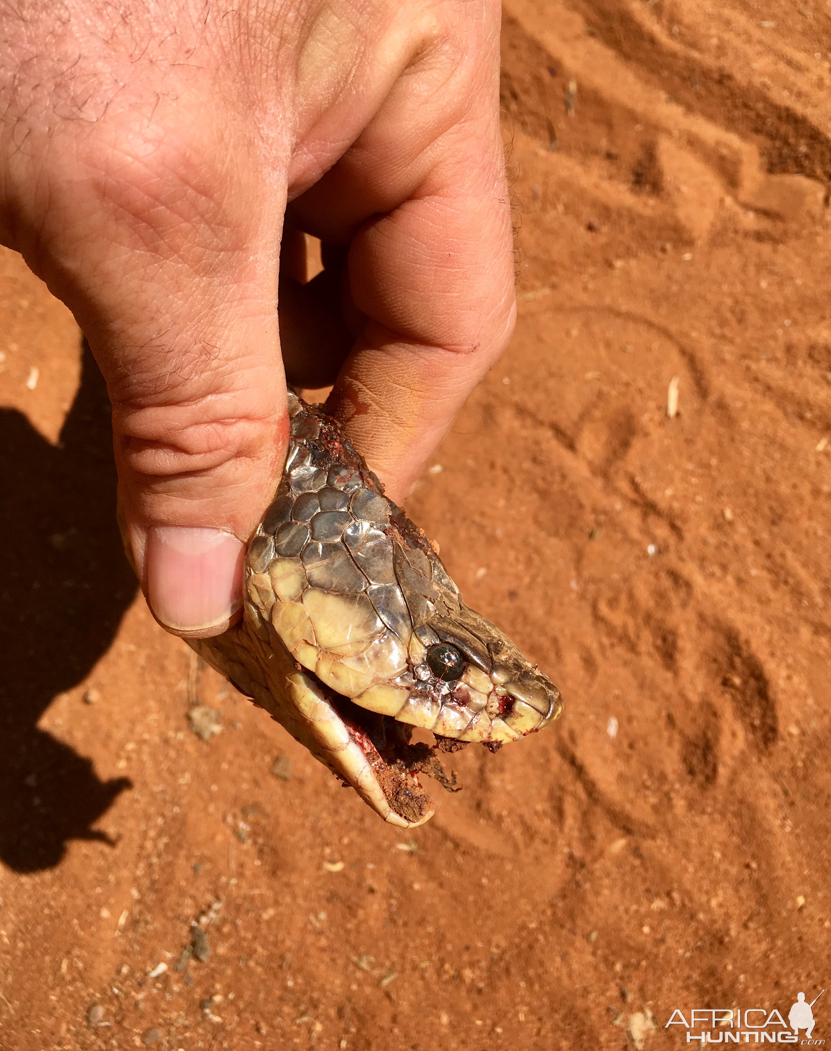 Cobra Snake Head