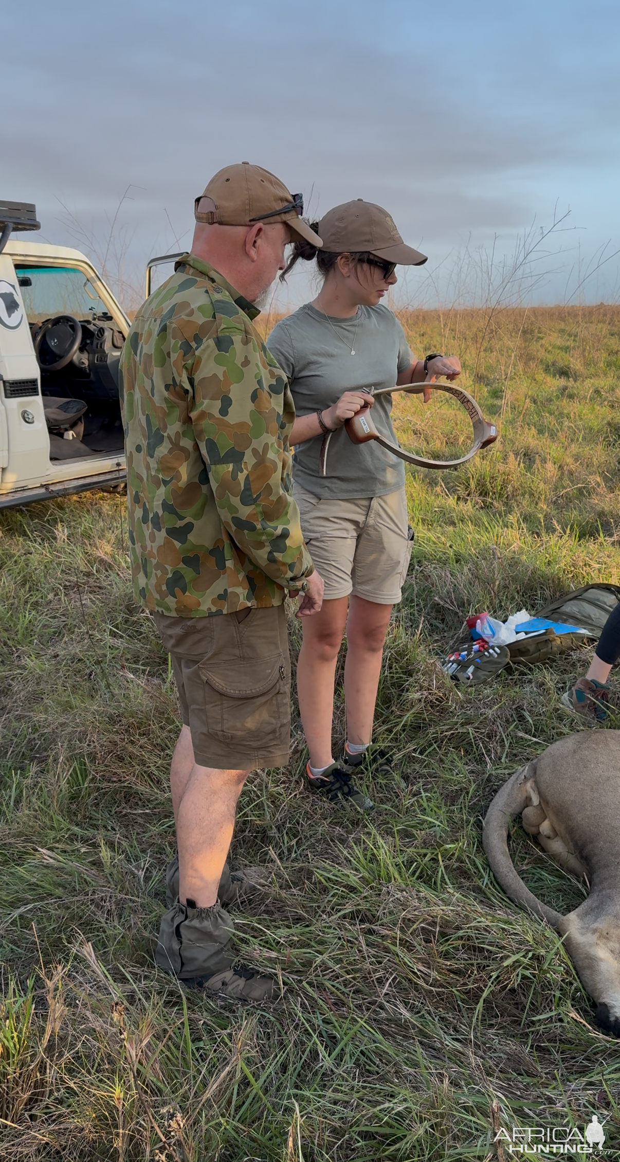 Collaring Lion Mozambique