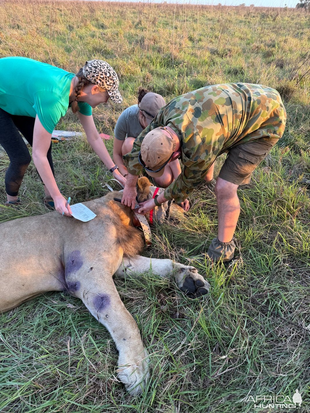 Collaring Lion Mozambique