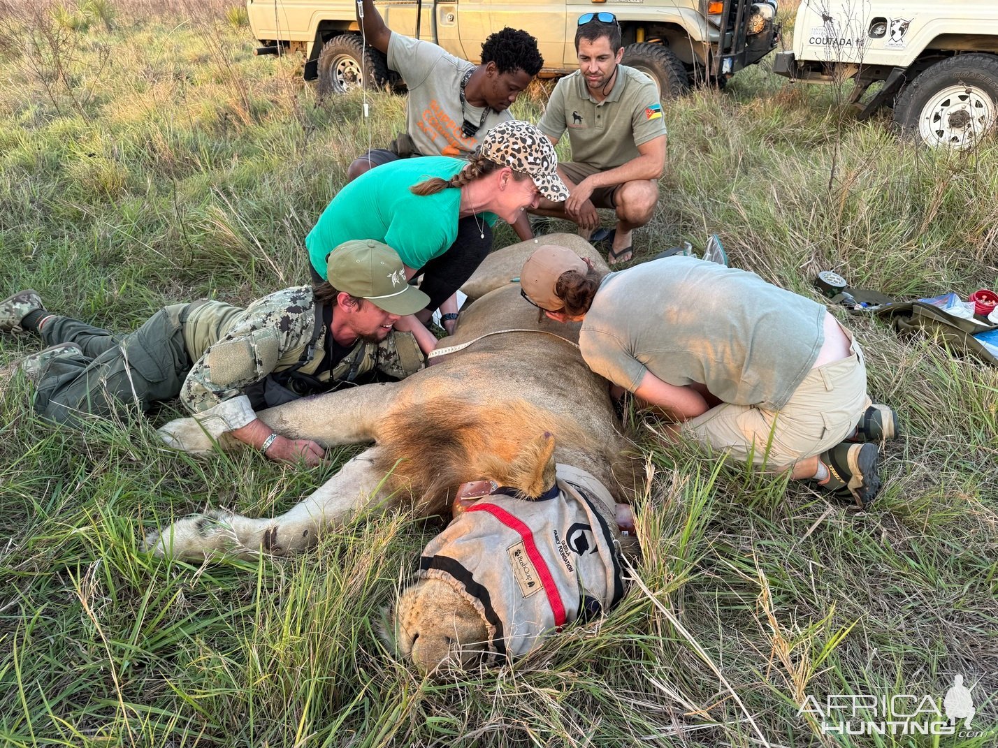 Collaring & Measuring Lion Mozambique