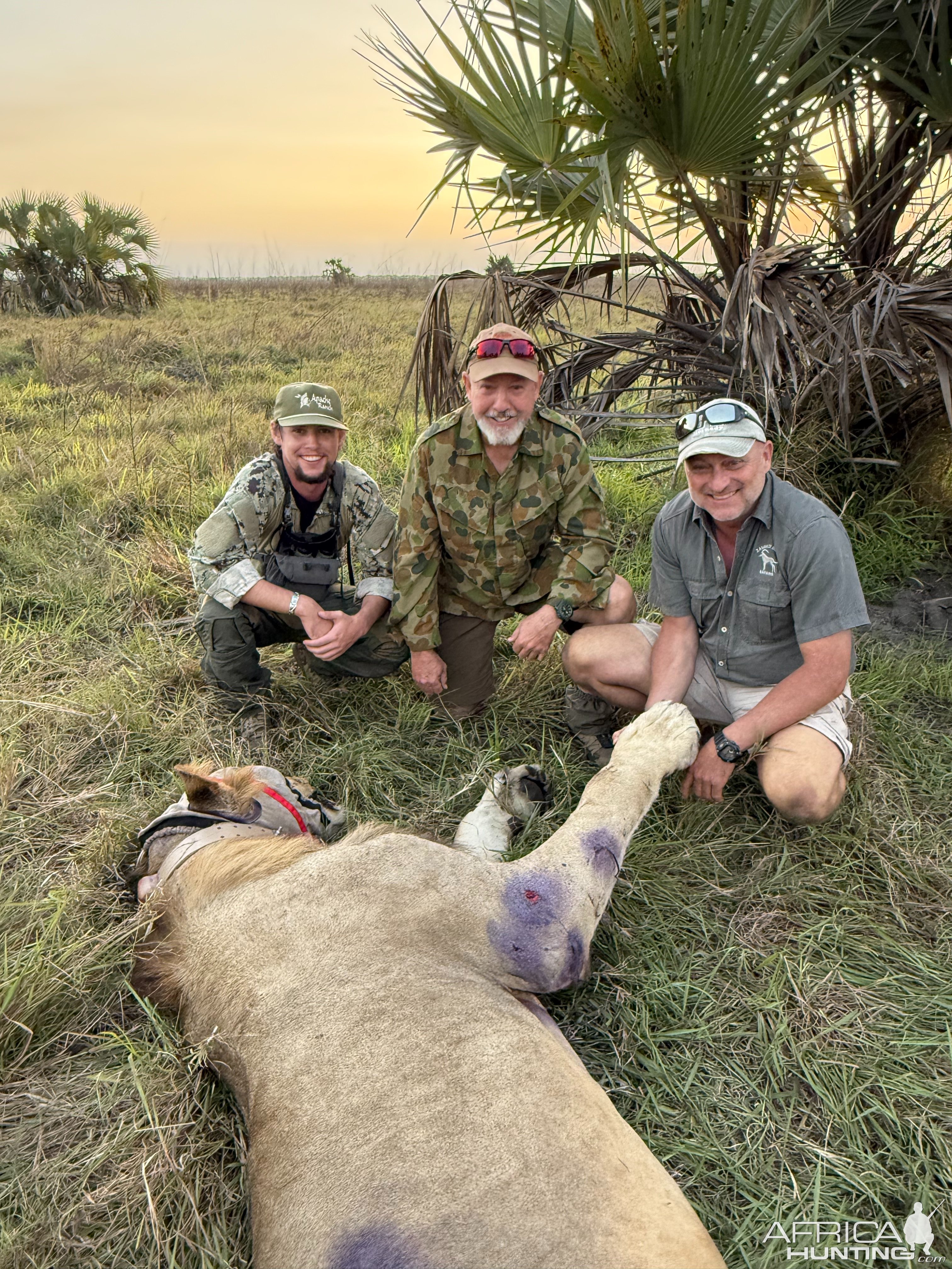 Collaring & Nutrient Injections for Lion Mozambique