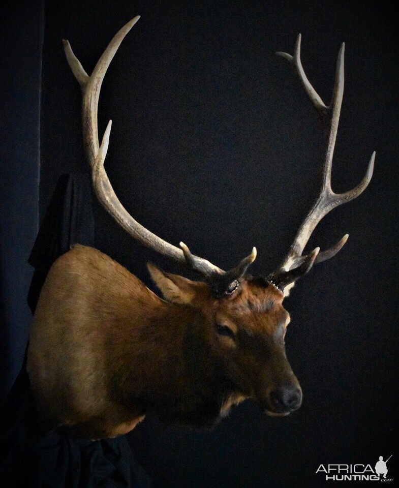 Colorado Elk Shoulder Mount Taxidermy