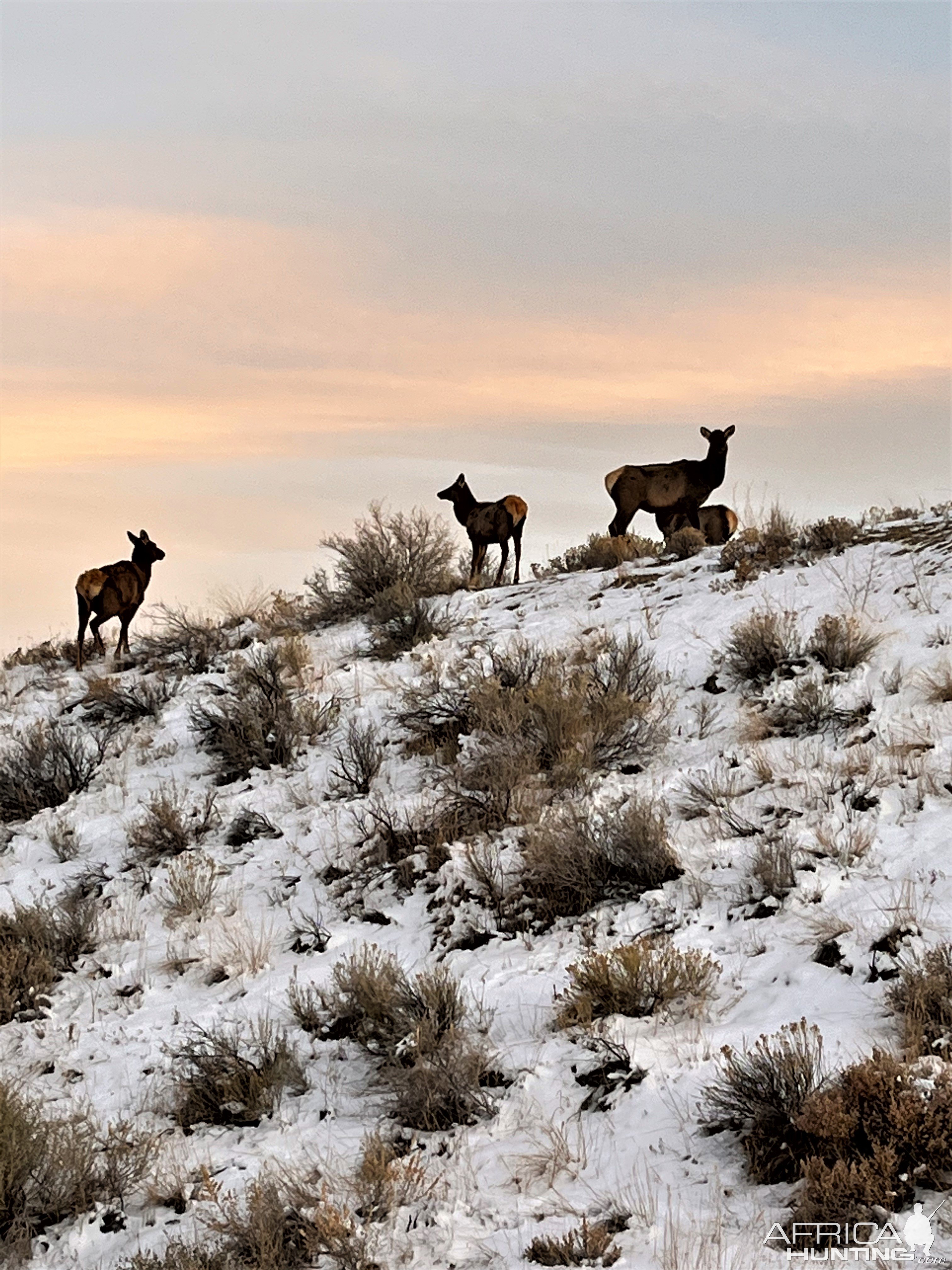 Colorado Elk