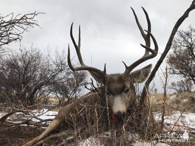 Colorado USA Hunt Mule Deer