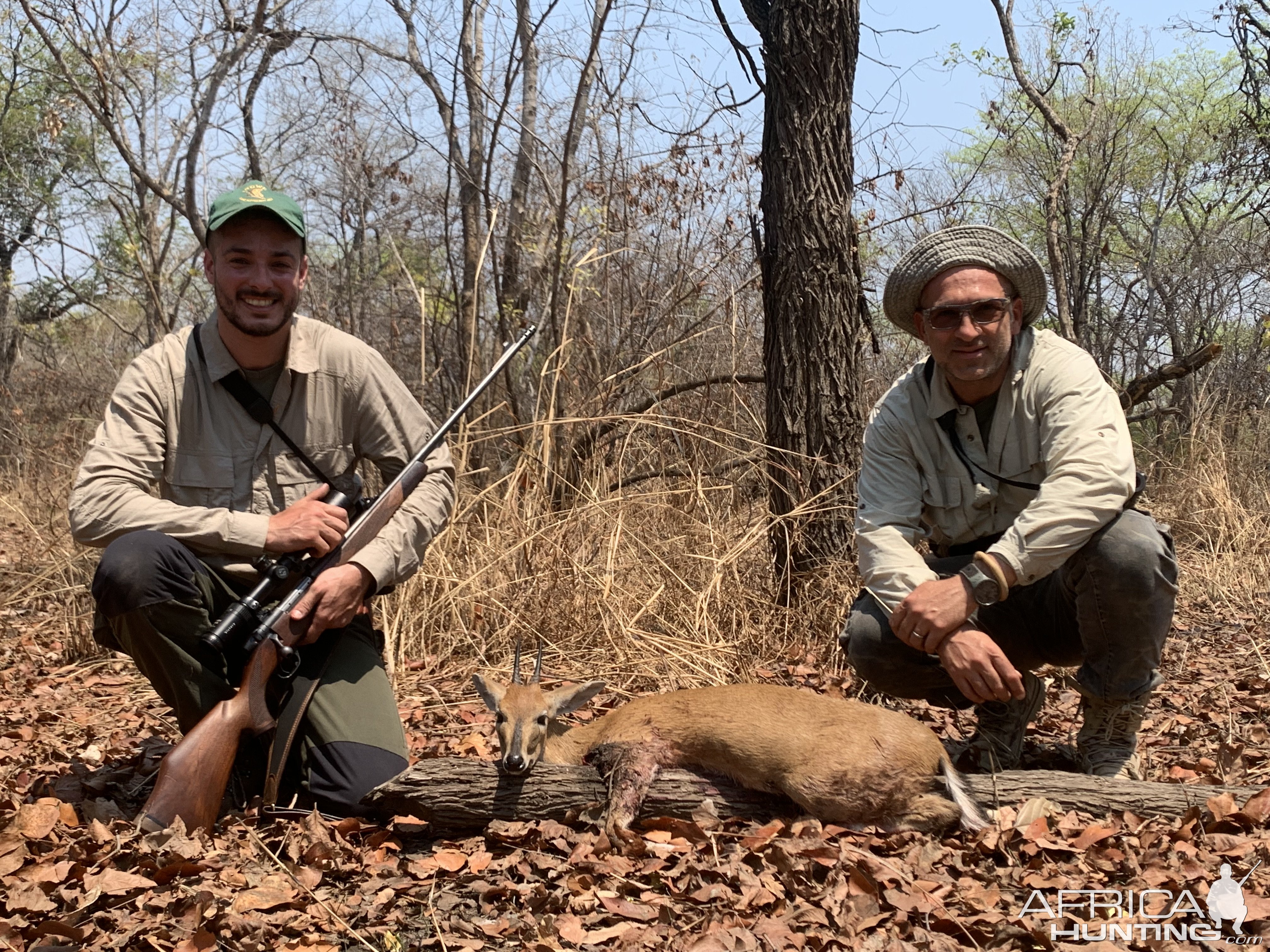 Common Duiker