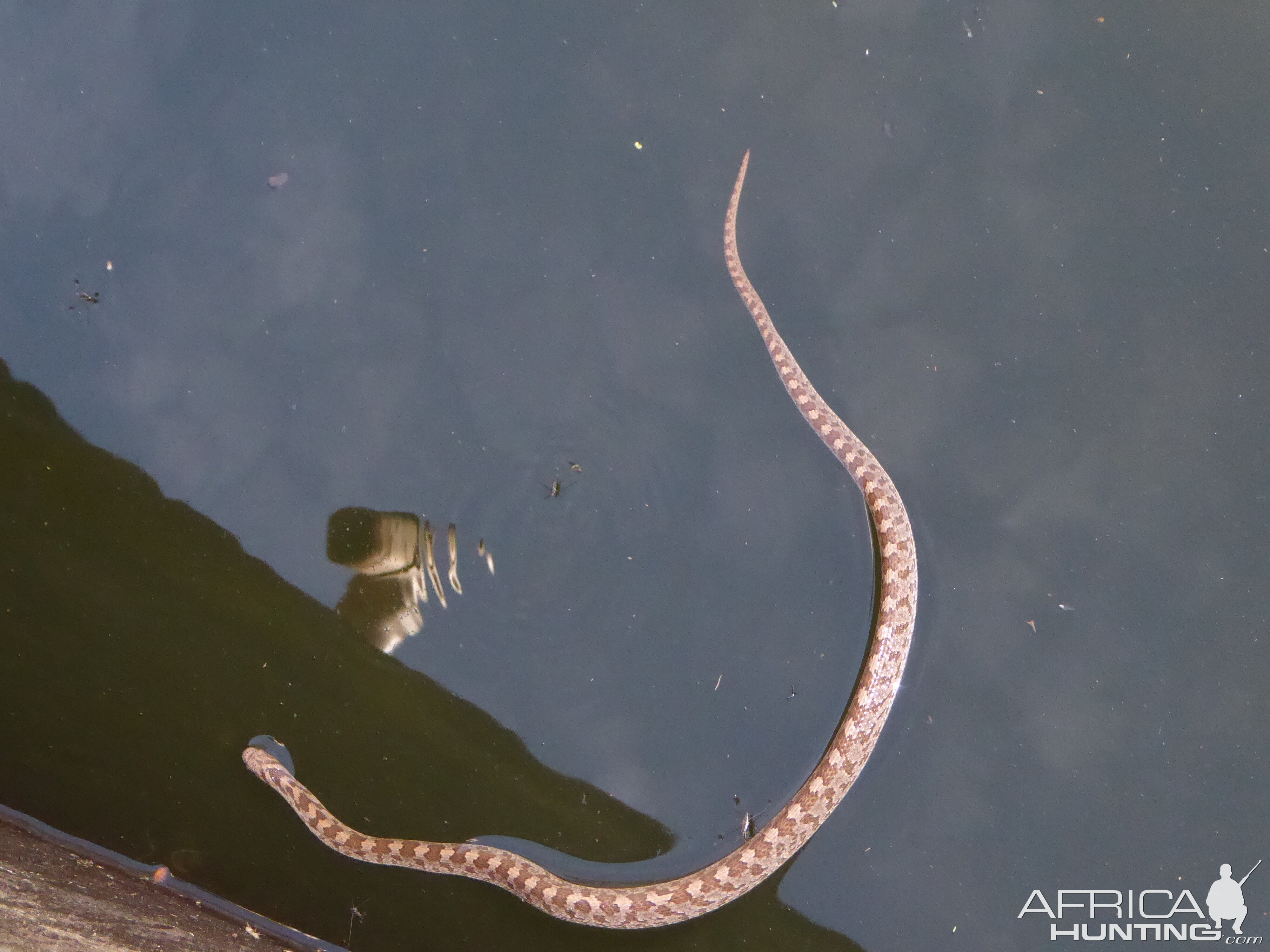 Common Egg eater Snake in water tank