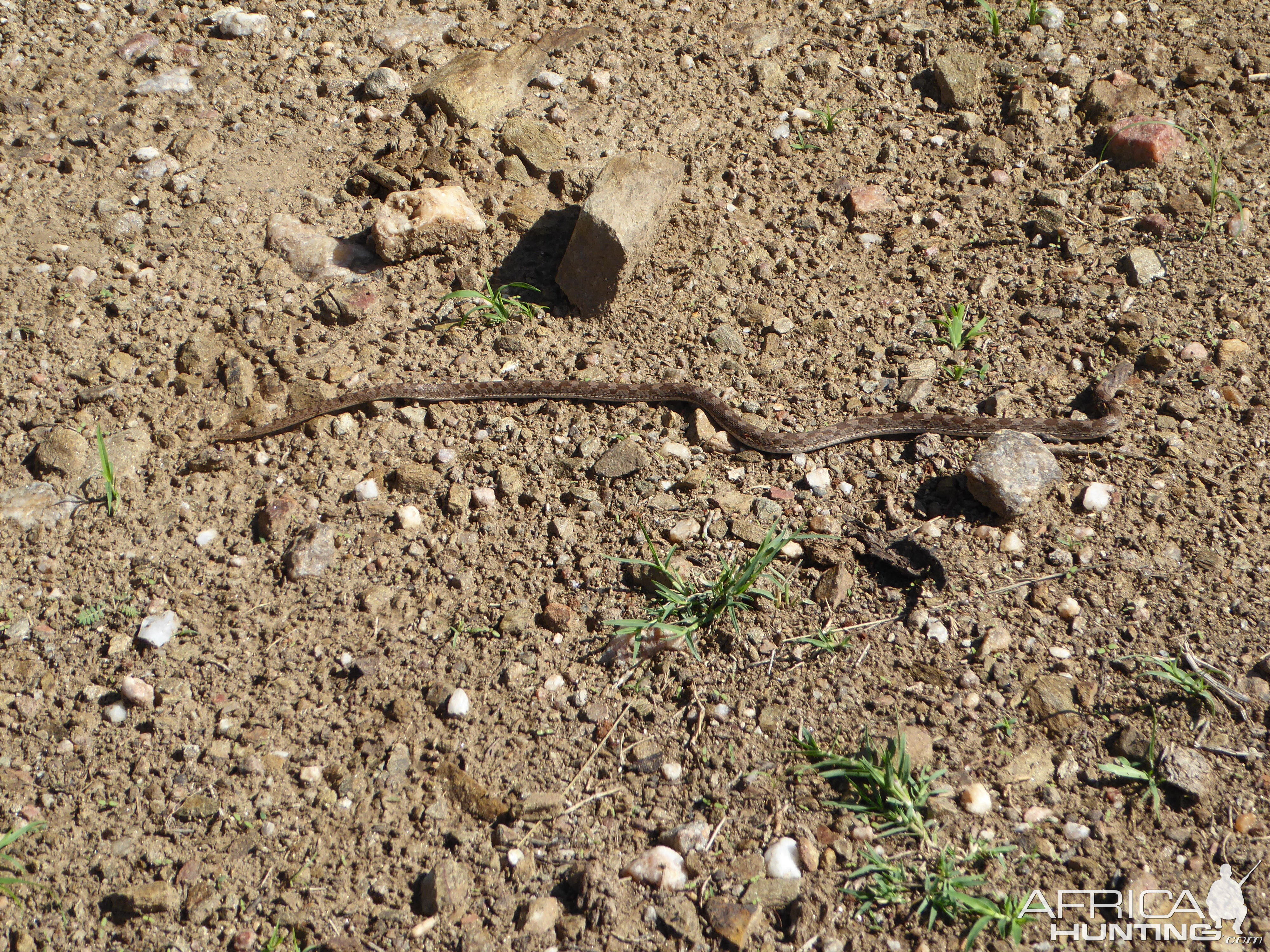 Common Egg eater Snake Namibia