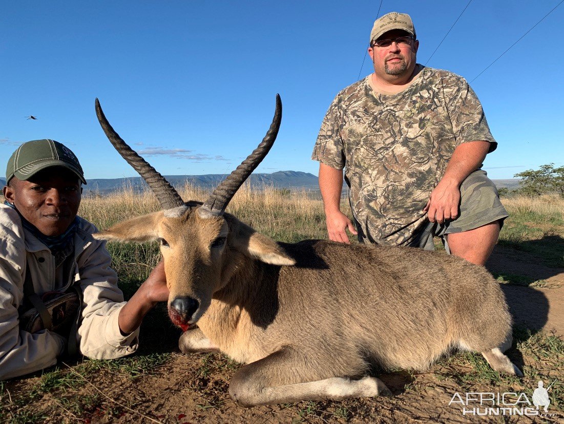 Common Reedbuck Hunting South Africa