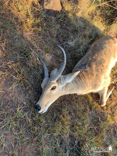 Common Reedbuck Hunting South Africa