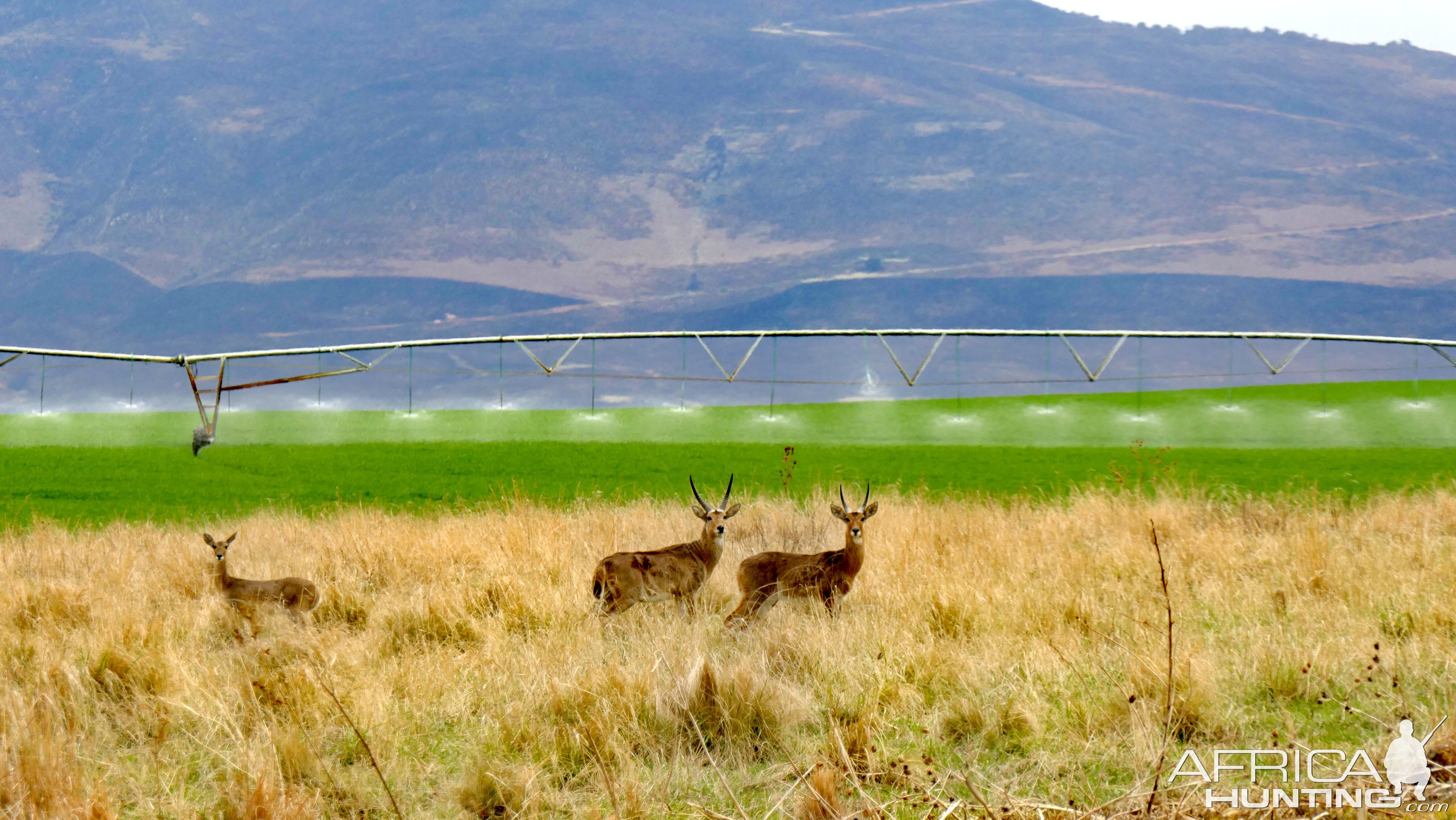 Common Reedbuck South Africa