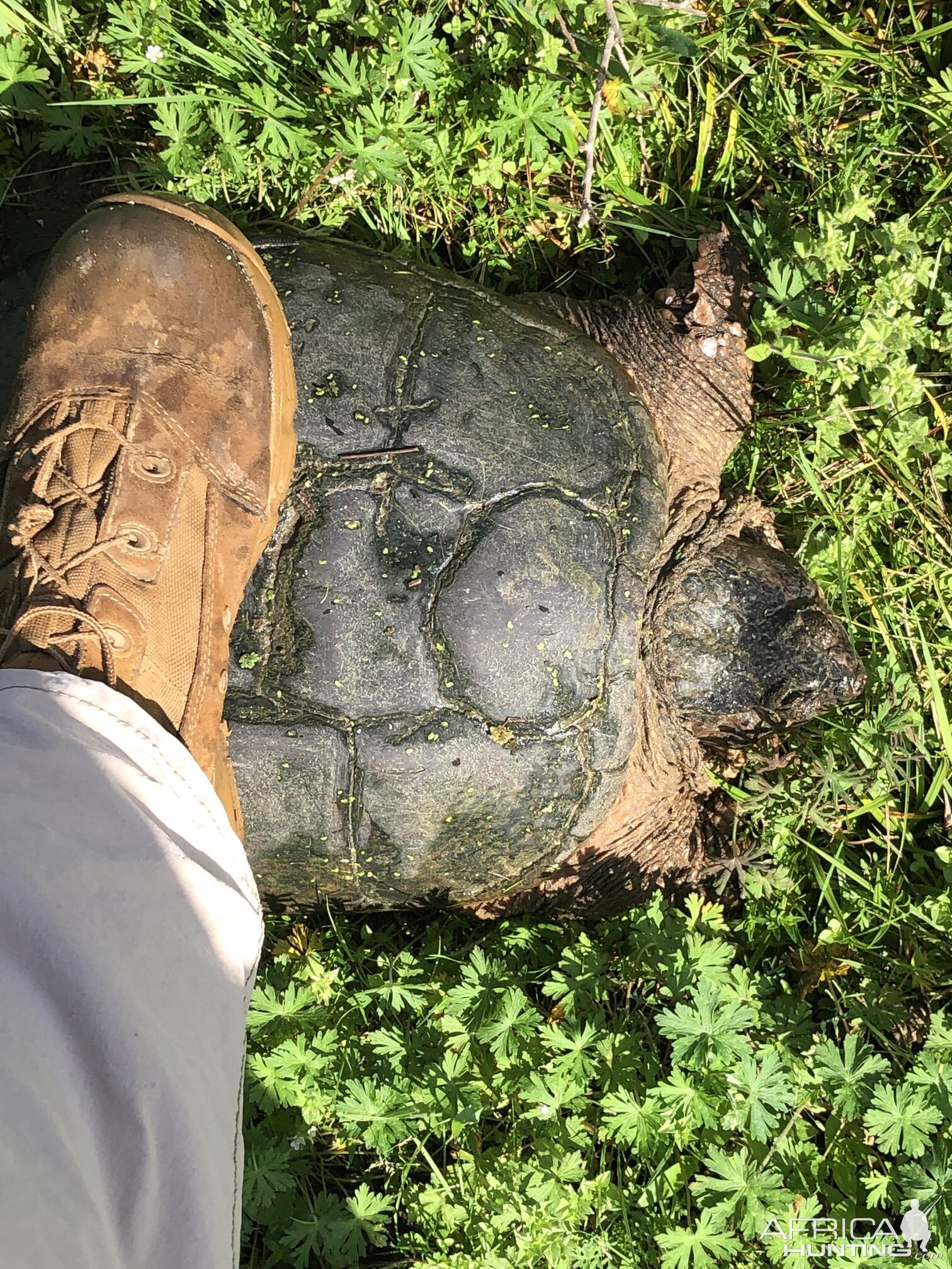 Common Snapping Turtle