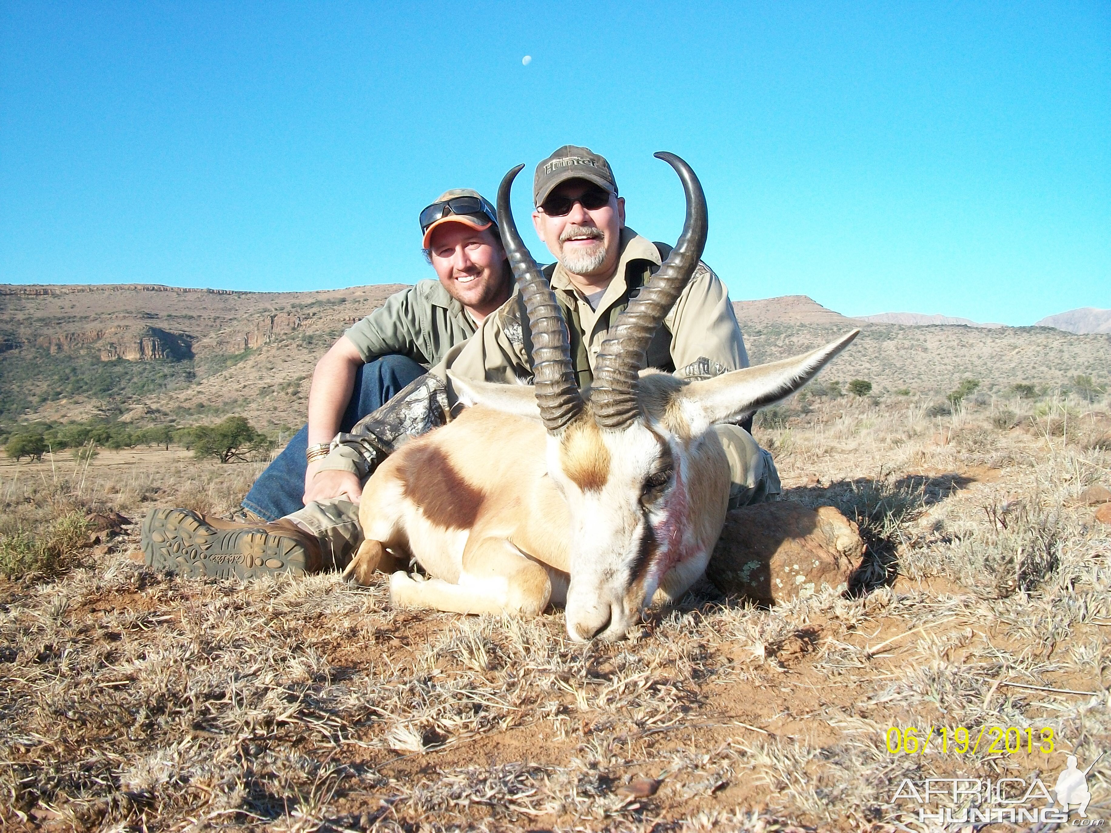 common springbok