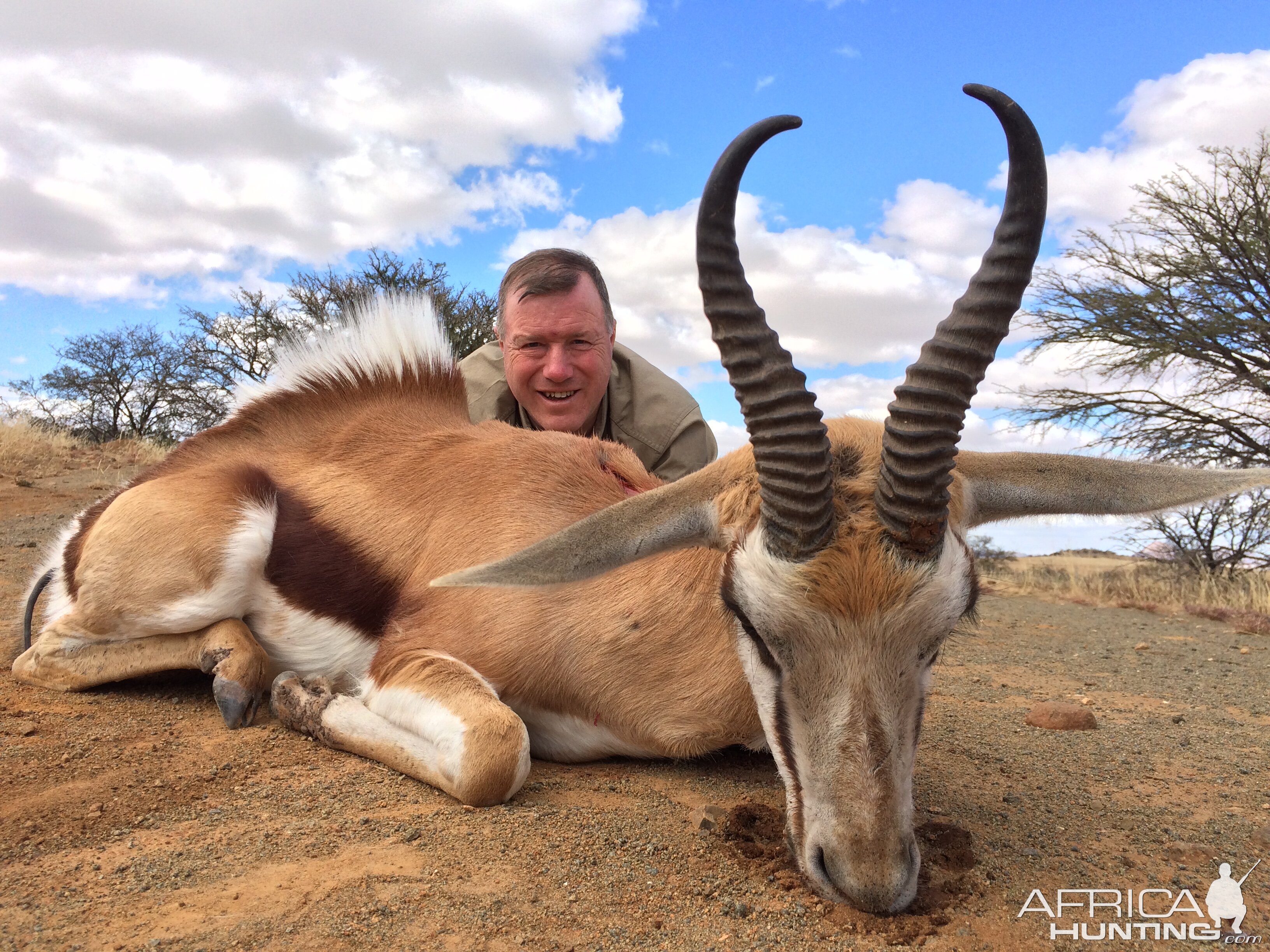 Common Springbok