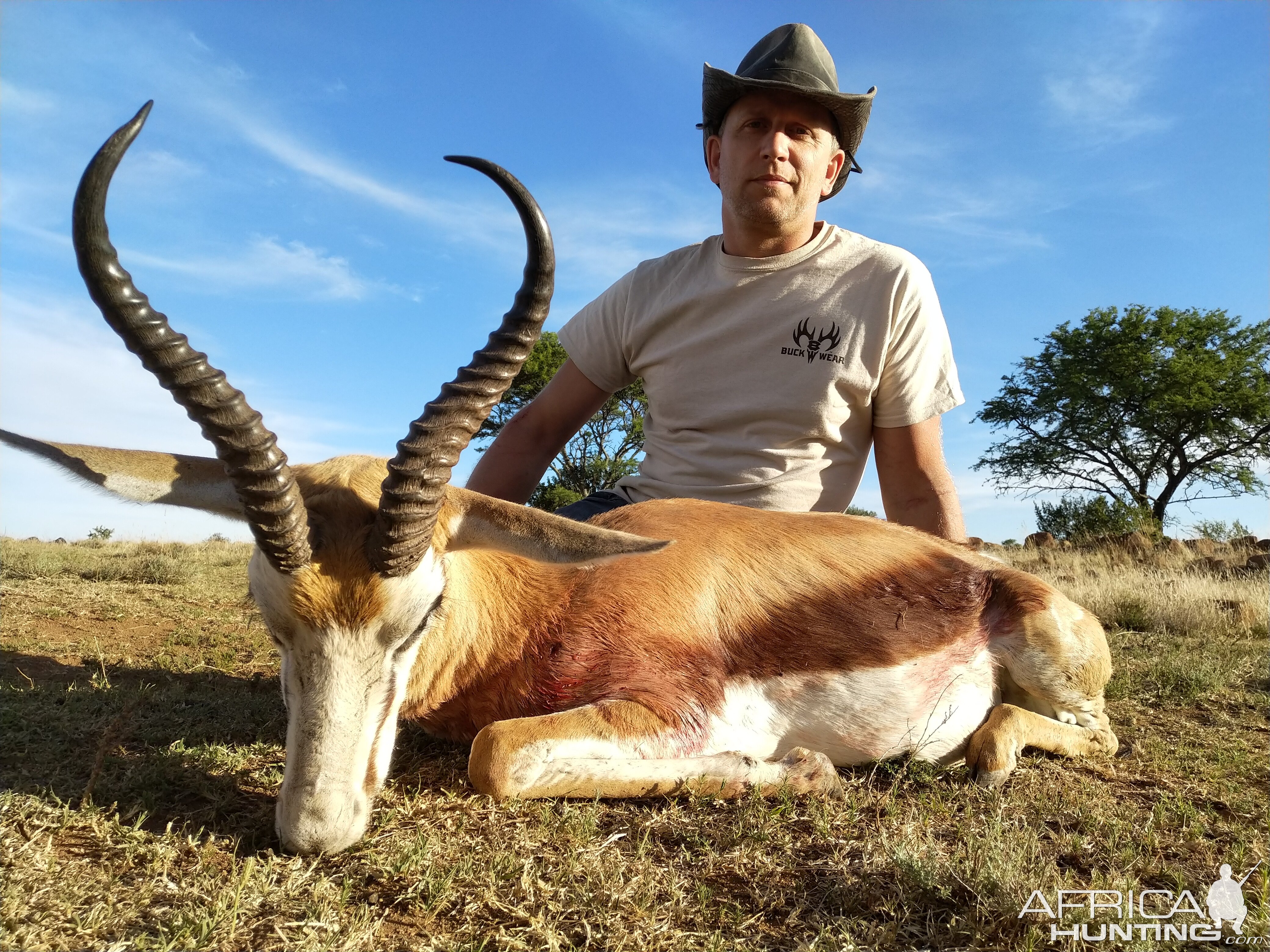 Common Springbok