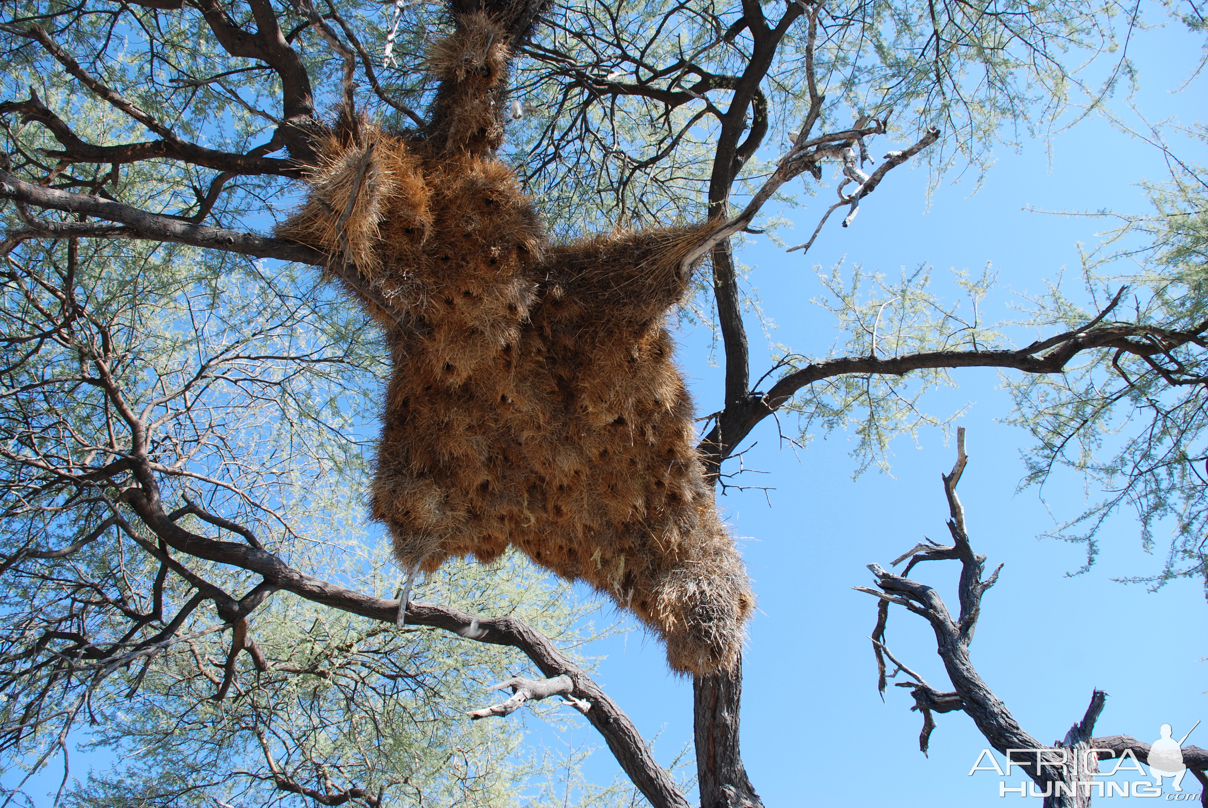 Communal nest, Namibia