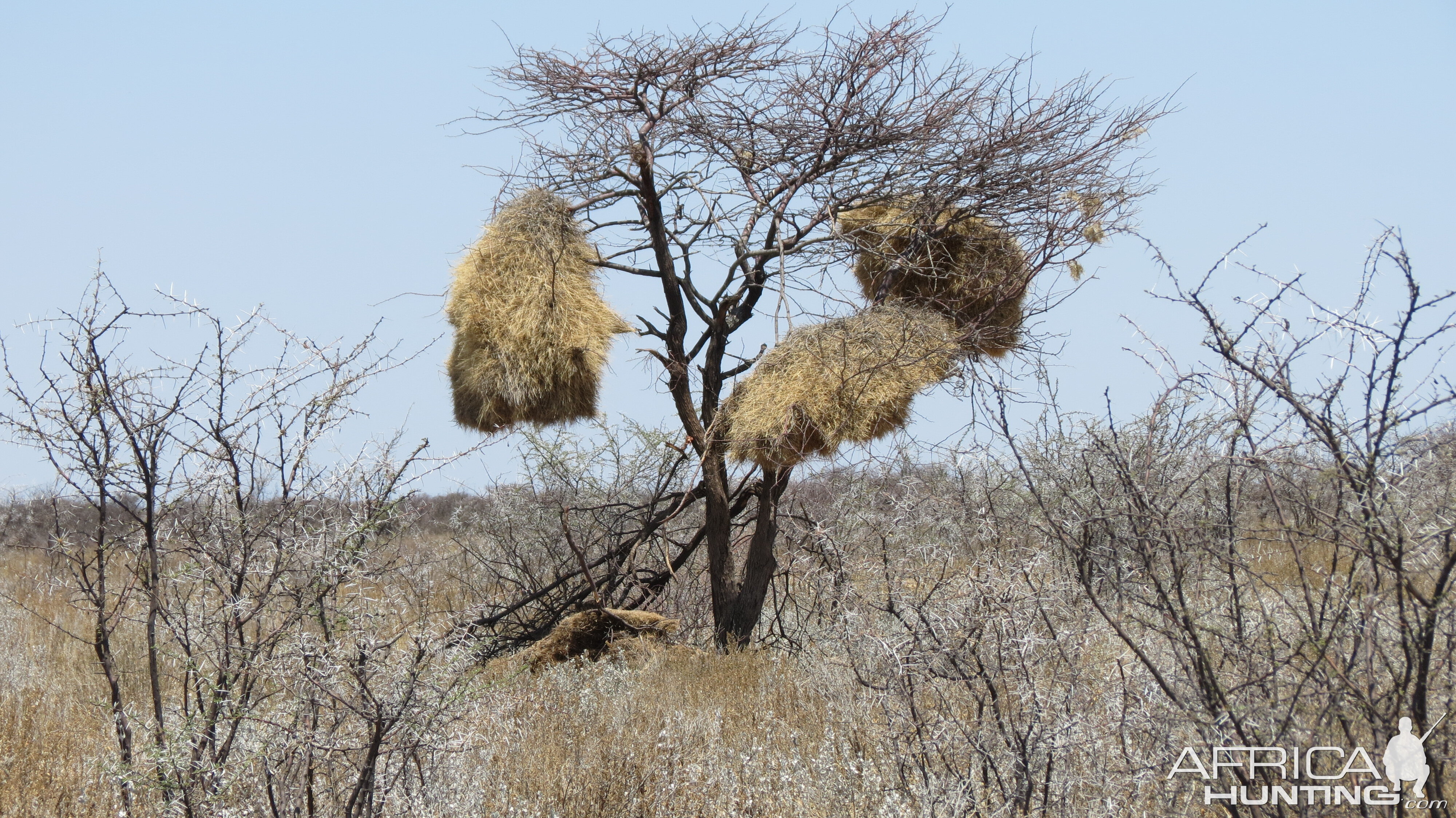 Community Weaver Nest at Etosha National Park