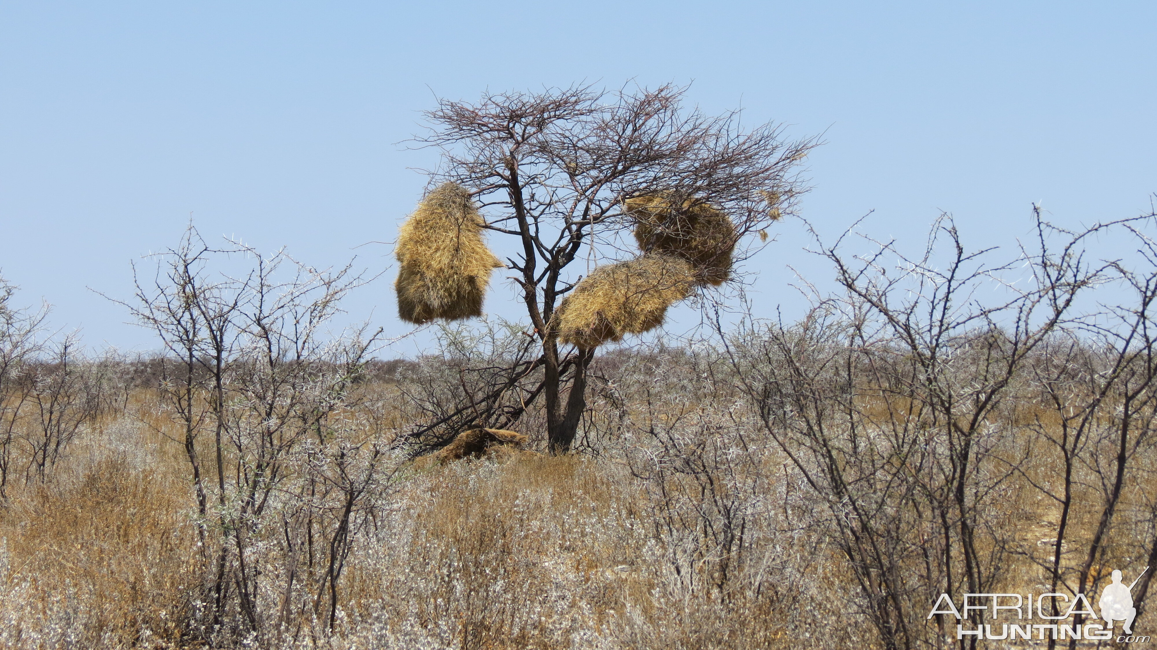 Community Weaver Nest at Etosha National Park