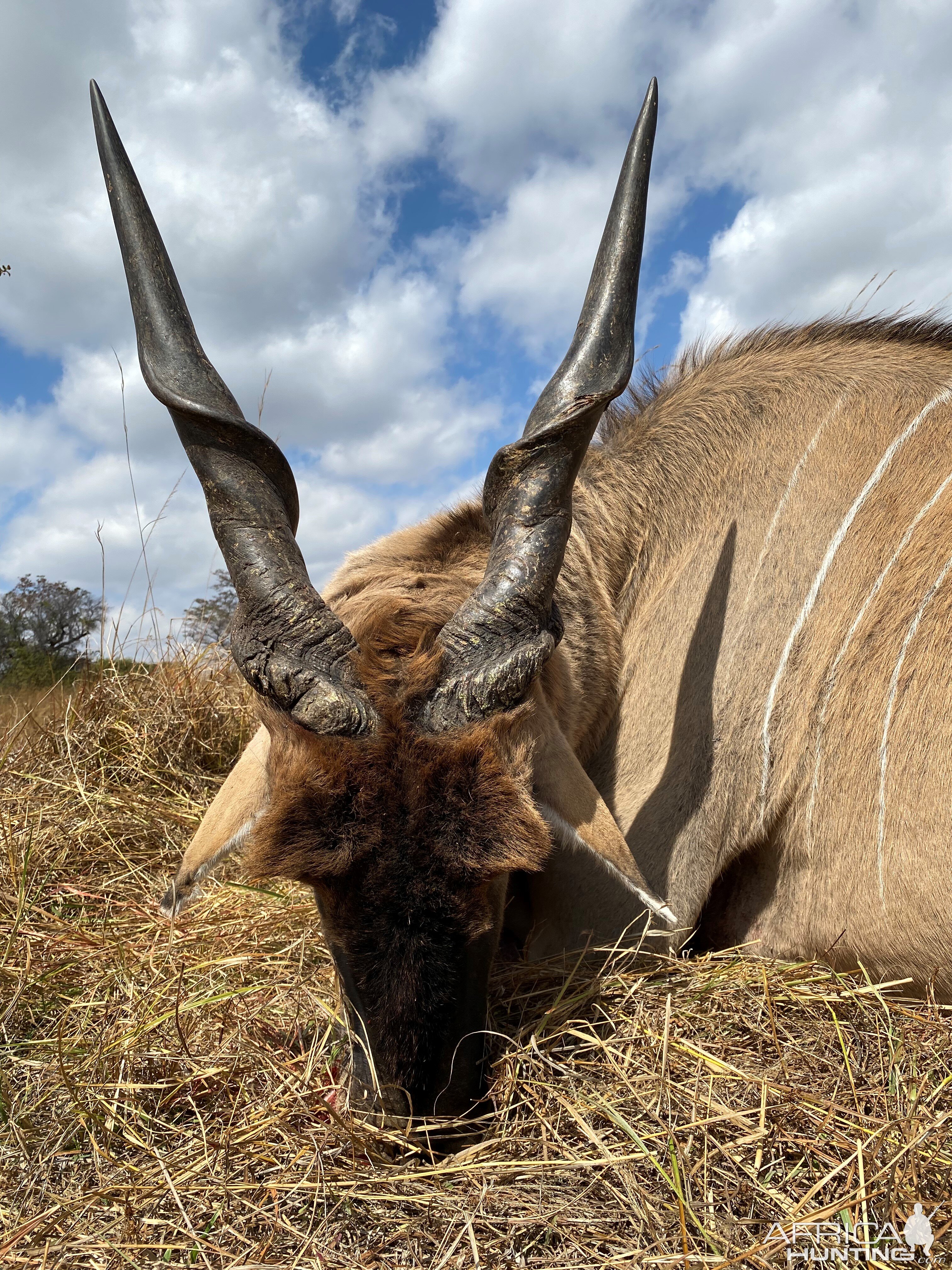 Compound Bow Hunting Eland Zambia