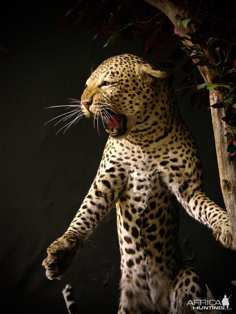 "Confrontation" Leopard / Hyena over Bushpig Full Mount Taxidermy Close Up