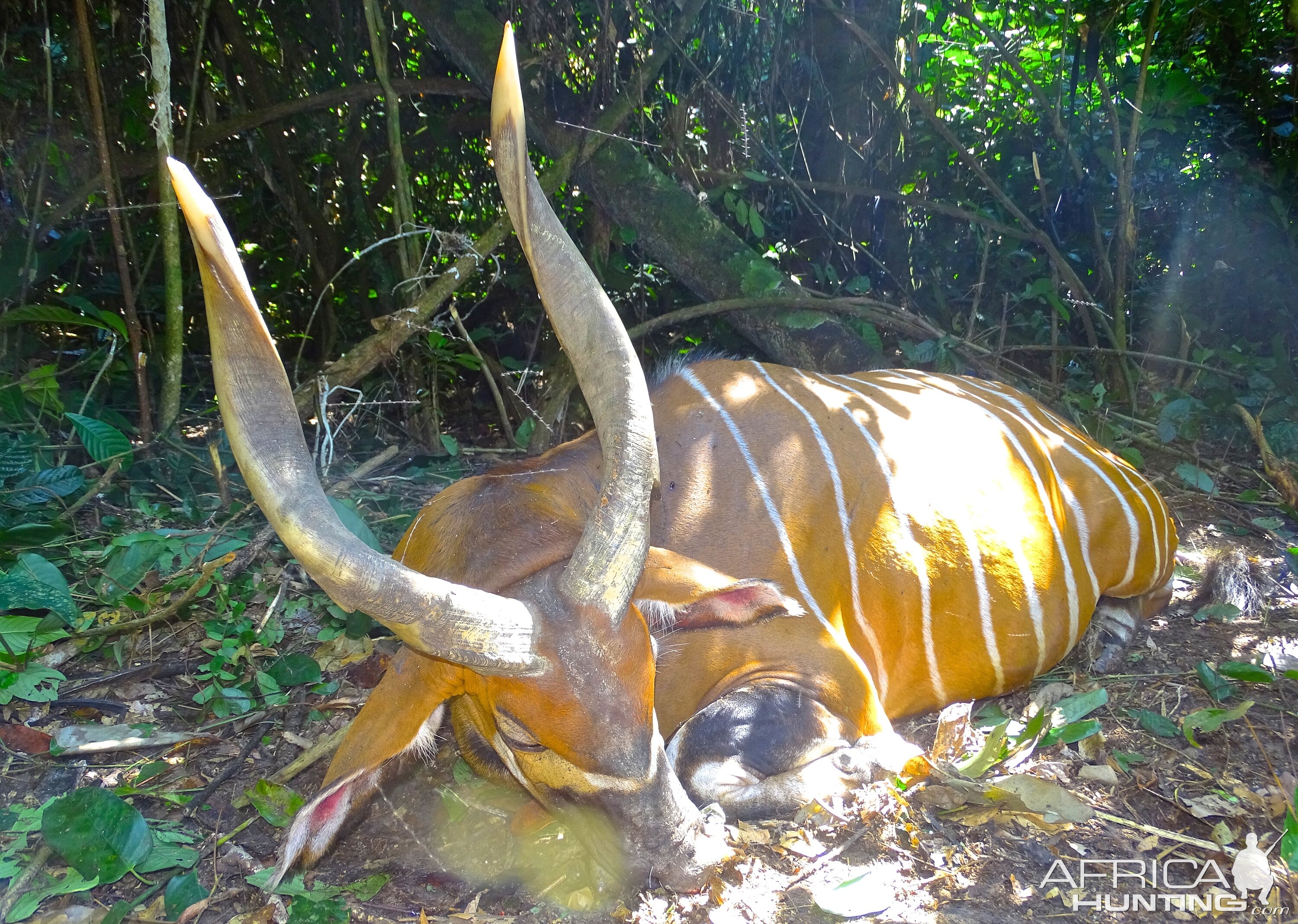 Congo Bongo Hunting