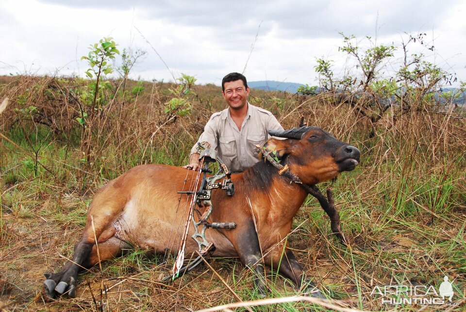 Congo Bow Hunting African Forest Buffalo | AfricaHunting.com