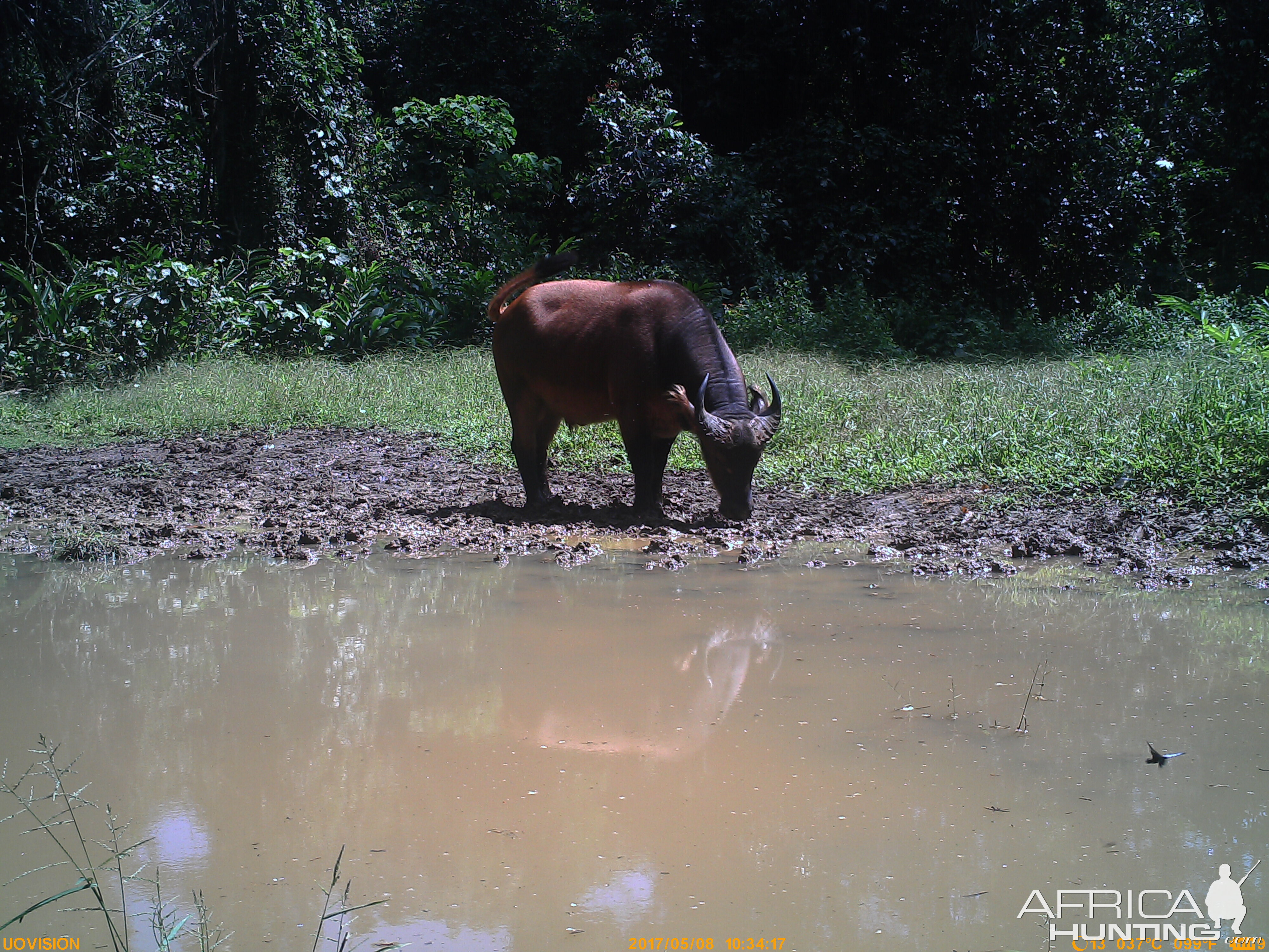Congo Forest buffalo
