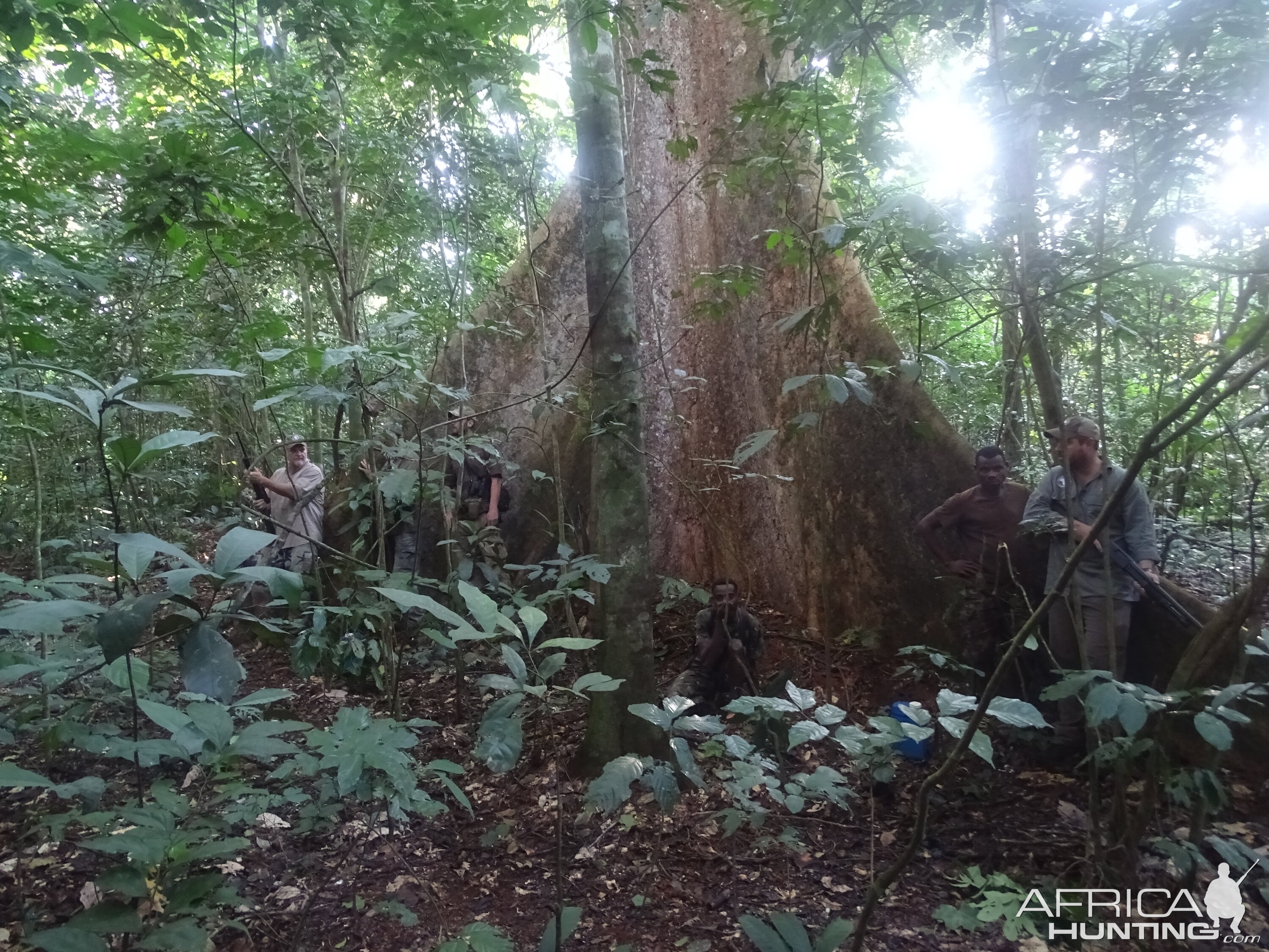 Congo Forest