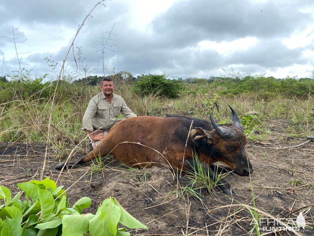 Congo Hunt African Forest Buffalo