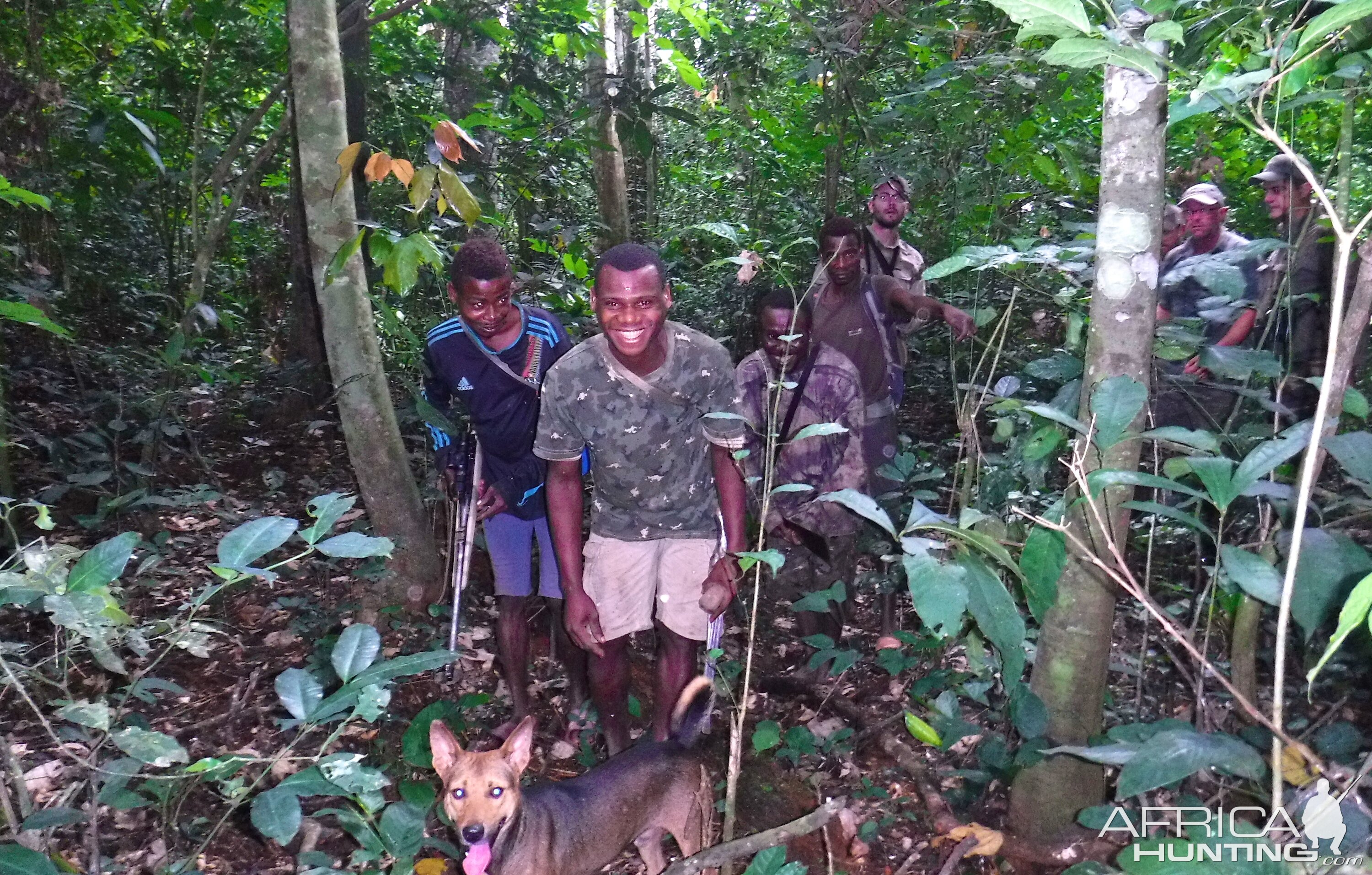 Congo Hunt Pygmies and dogs