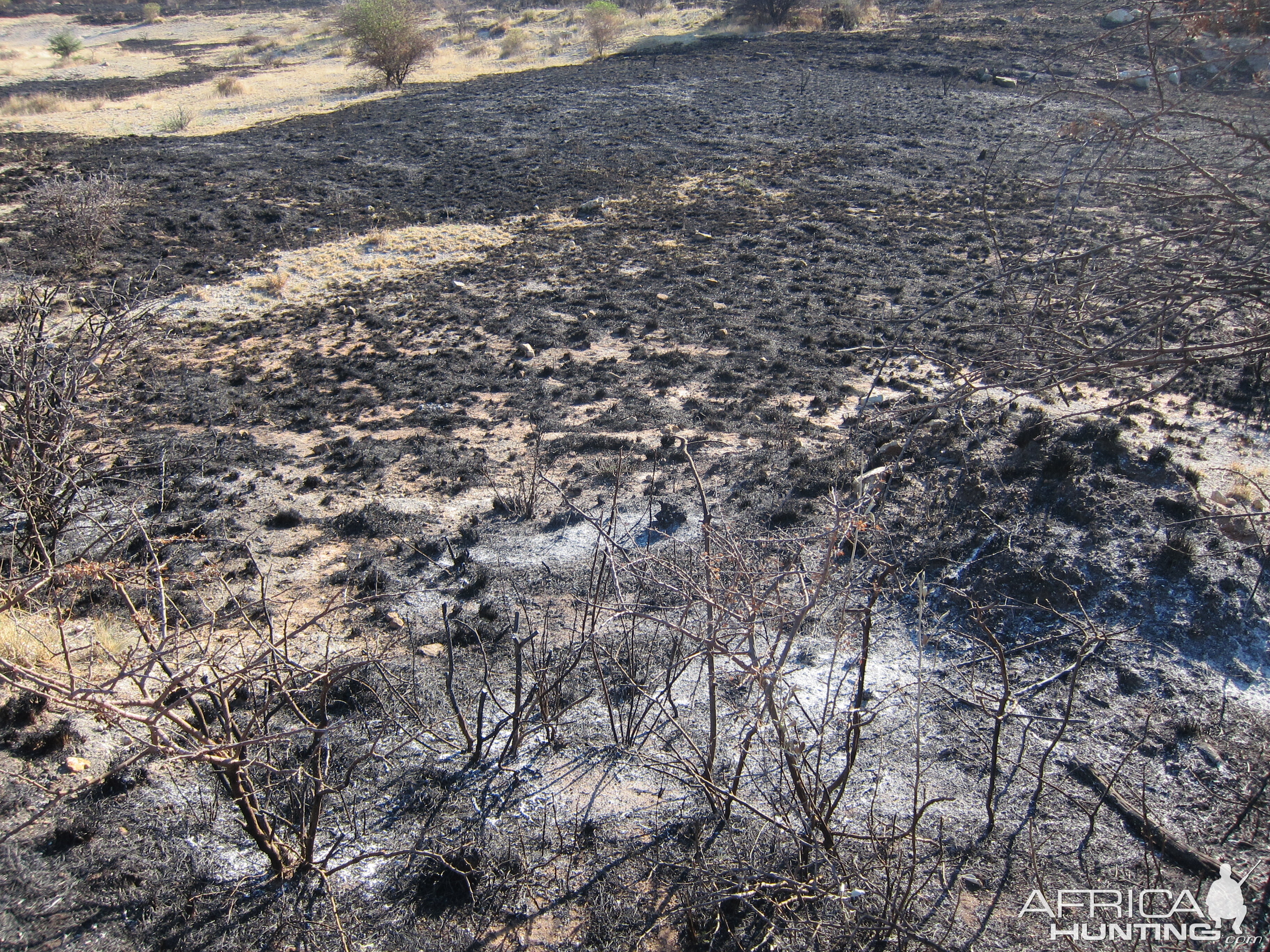 Controlled Bush Fire Namibia